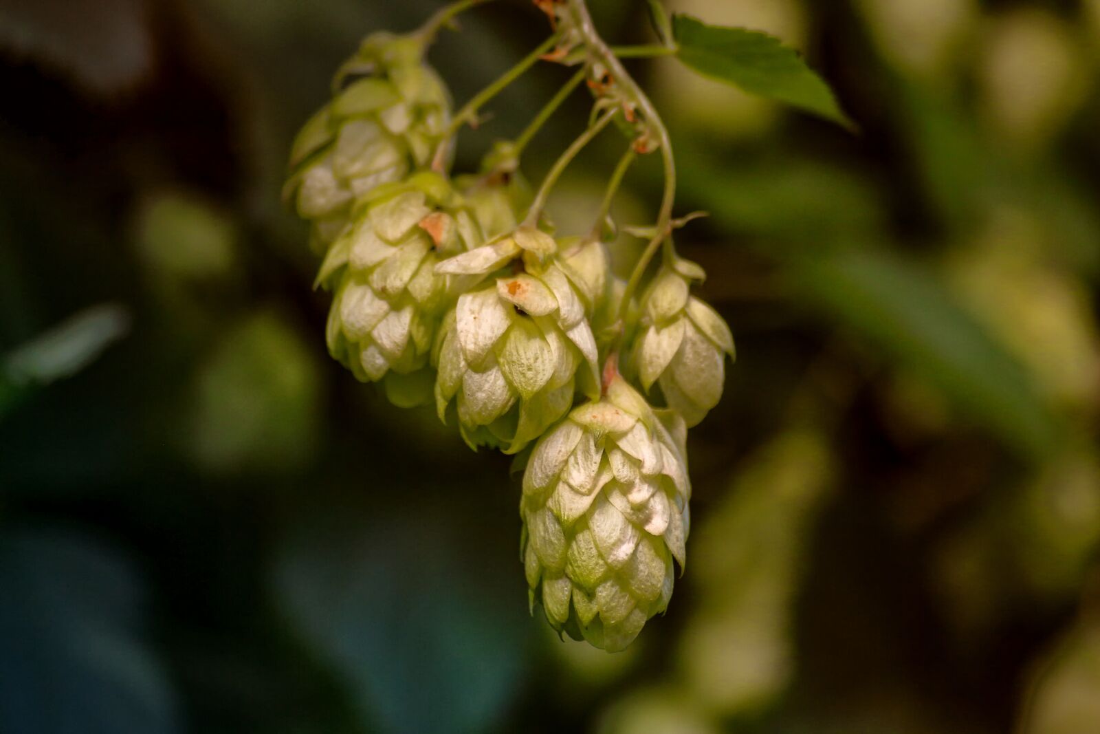 Canon EOS 650D (EOS Rebel T4i / EOS Kiss X6i) sample photo. Hops, plant, hops flower photography