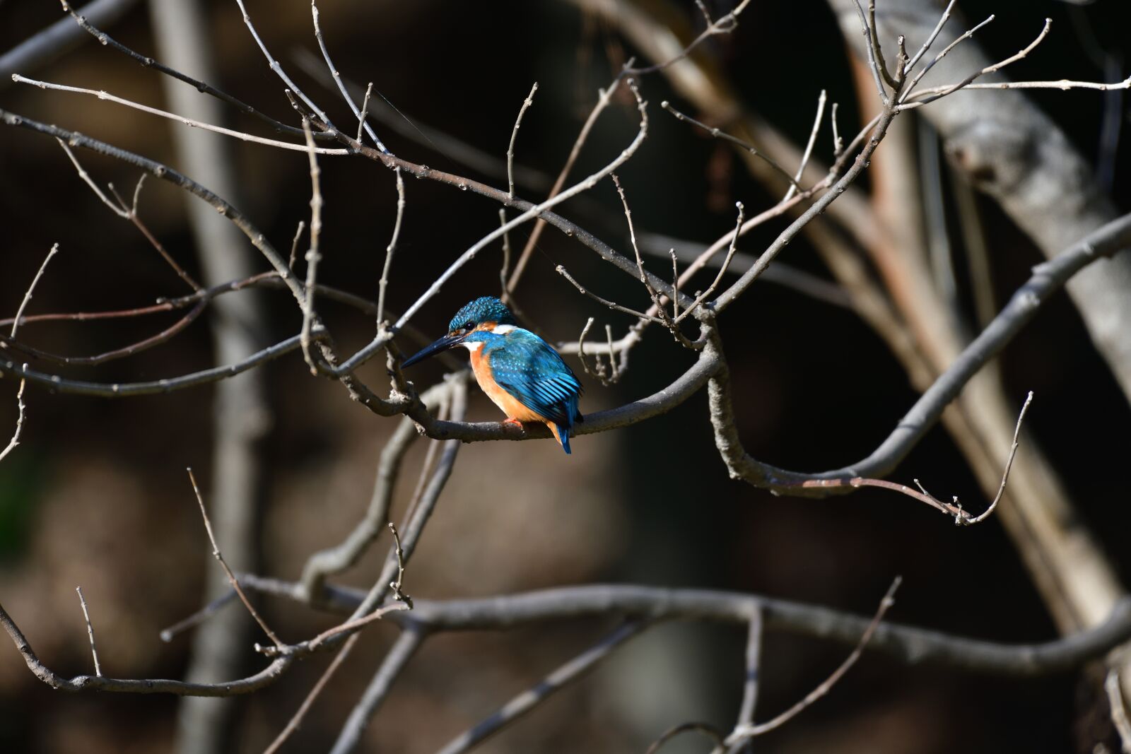Nikon D850 sample photo. Bird, natural, wild animals photography