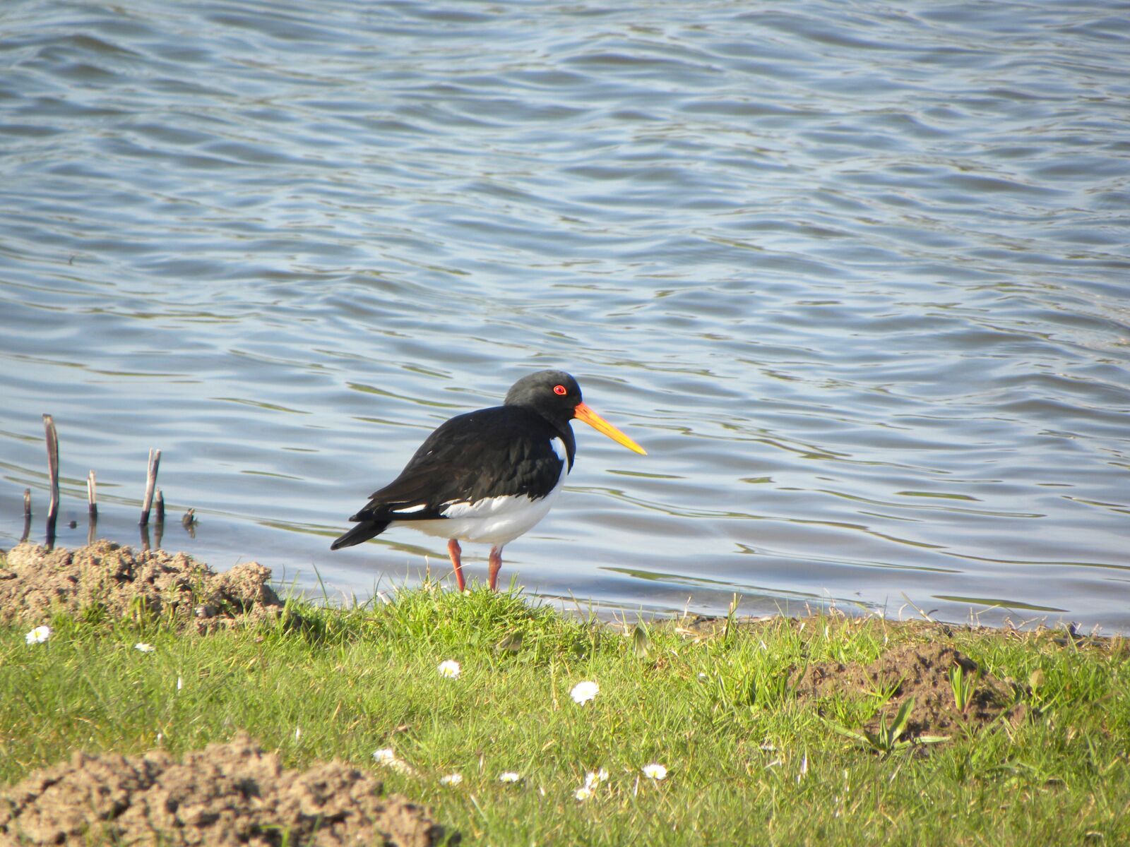 Nikon Coolpix P90 sample photo. Oystercatcher, bird, stilt-walker photography