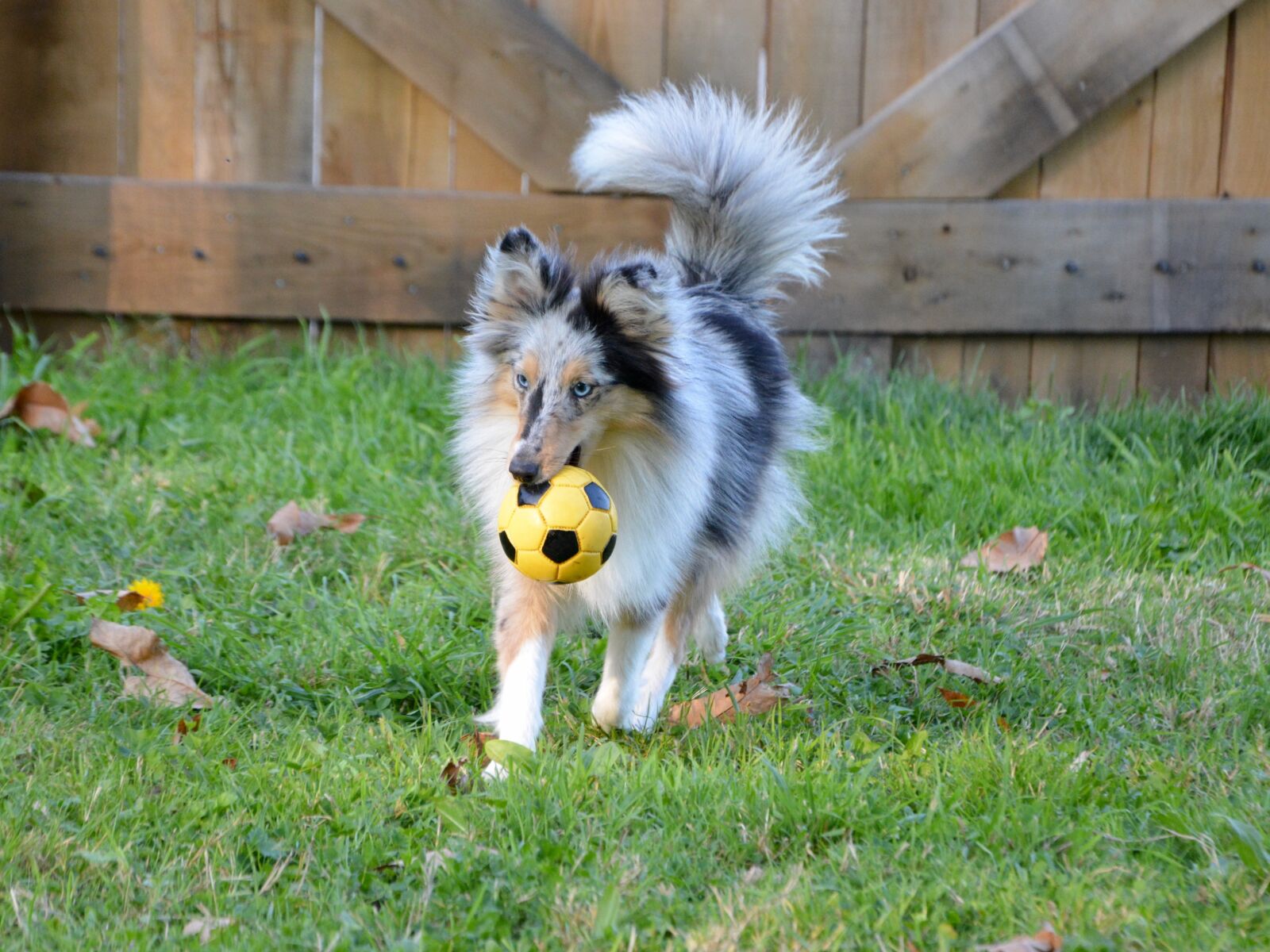 Nikon D5200 sample photo. Dog, bitch, bitch shetland photography