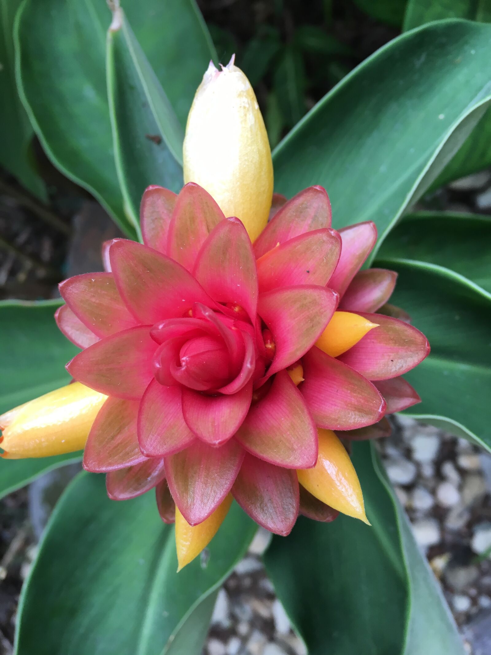 Apple iPhone 6s sample photo