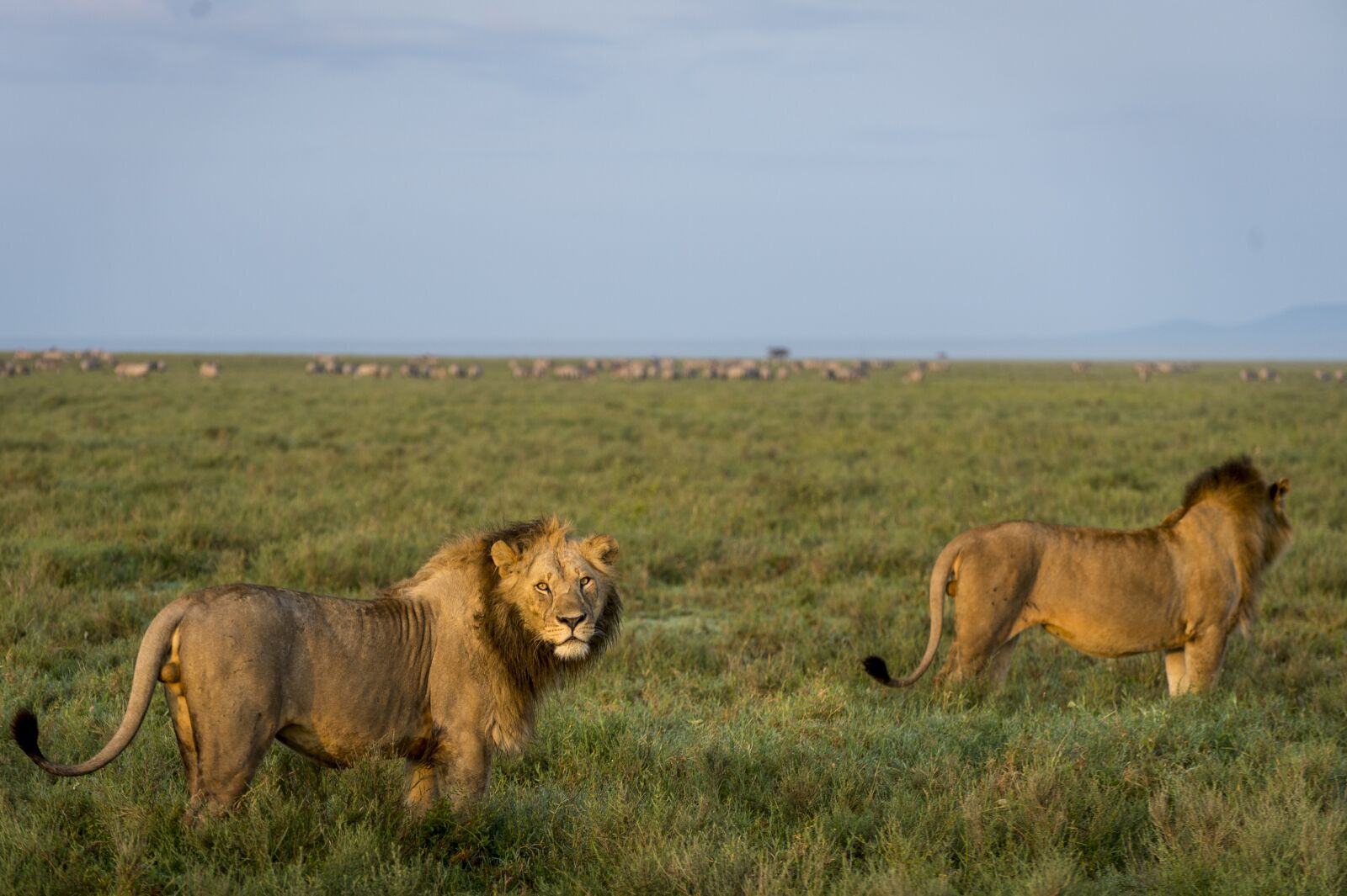 Nikon D4 sample photo. Leon, lions, africa photography