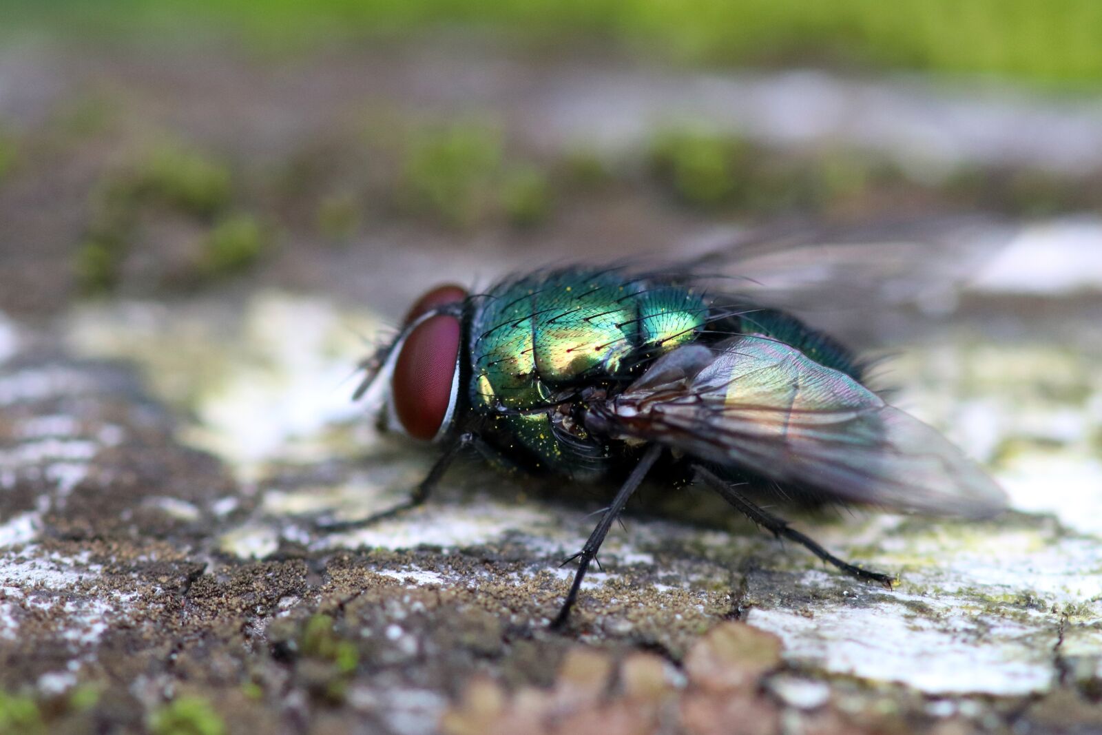 Canon EOS 80D sample photo. Greenbottle, blow fly, insect photography