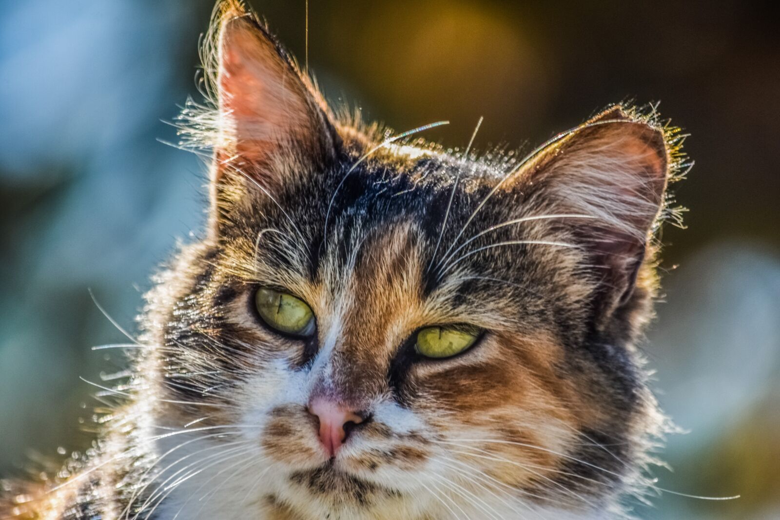 Nikon D3300 sample photo. Animal, cute, cat photography