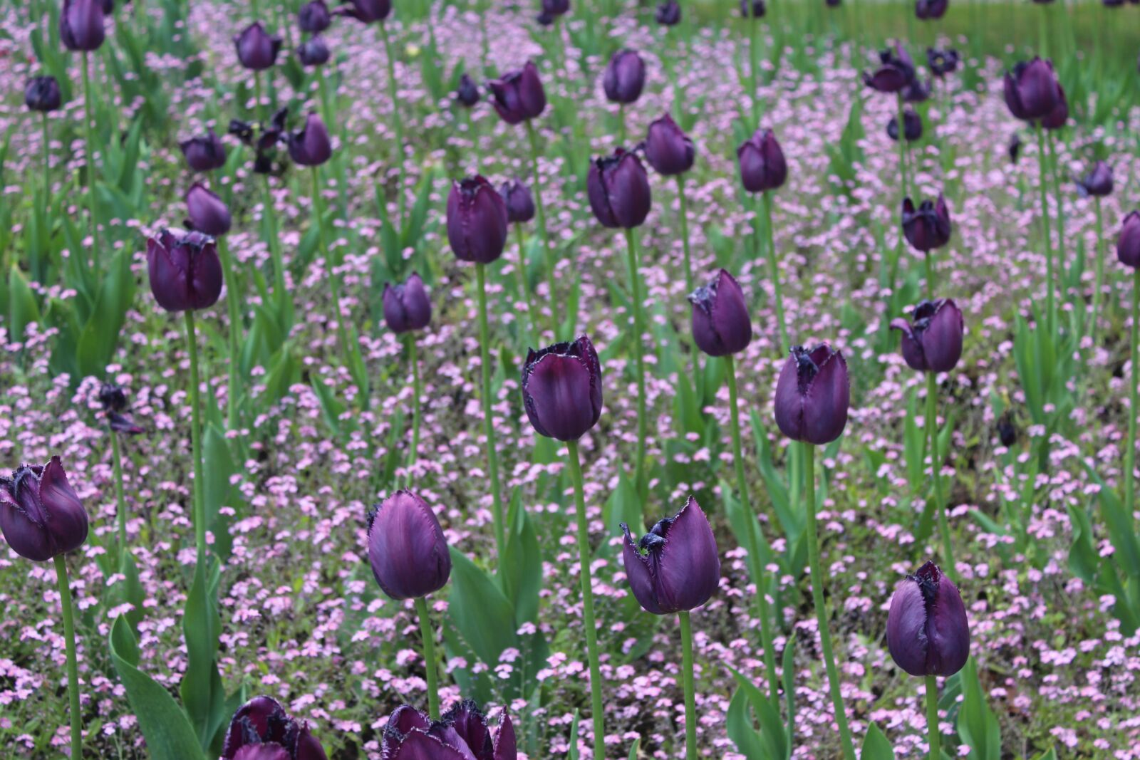 Canon EOS 1300D (EOS Rebel T6 / EOS Kiss X80) sample photo. Tulips, flower bed, flowers photography