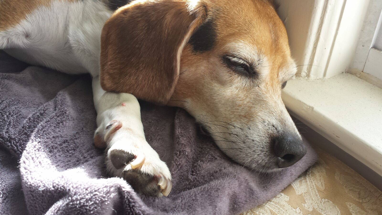 Samsung Galaxy S4 sample photo. Beagle, dog, pets photography