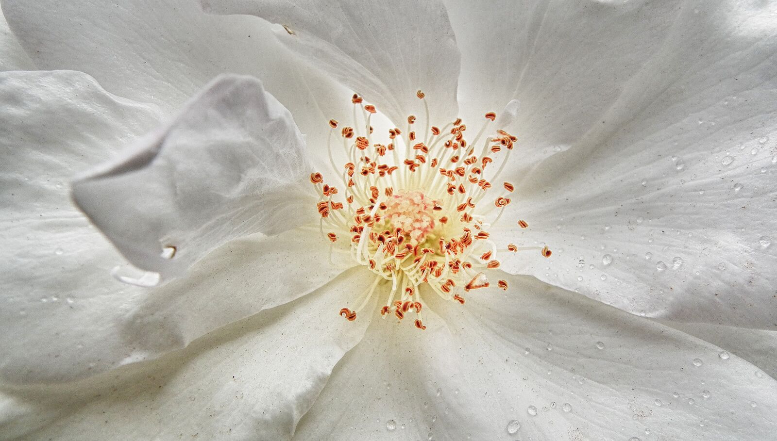 FujiFilm FinePix HS10 (FinePix HS11) sample photo. Flower, white, bloom photography