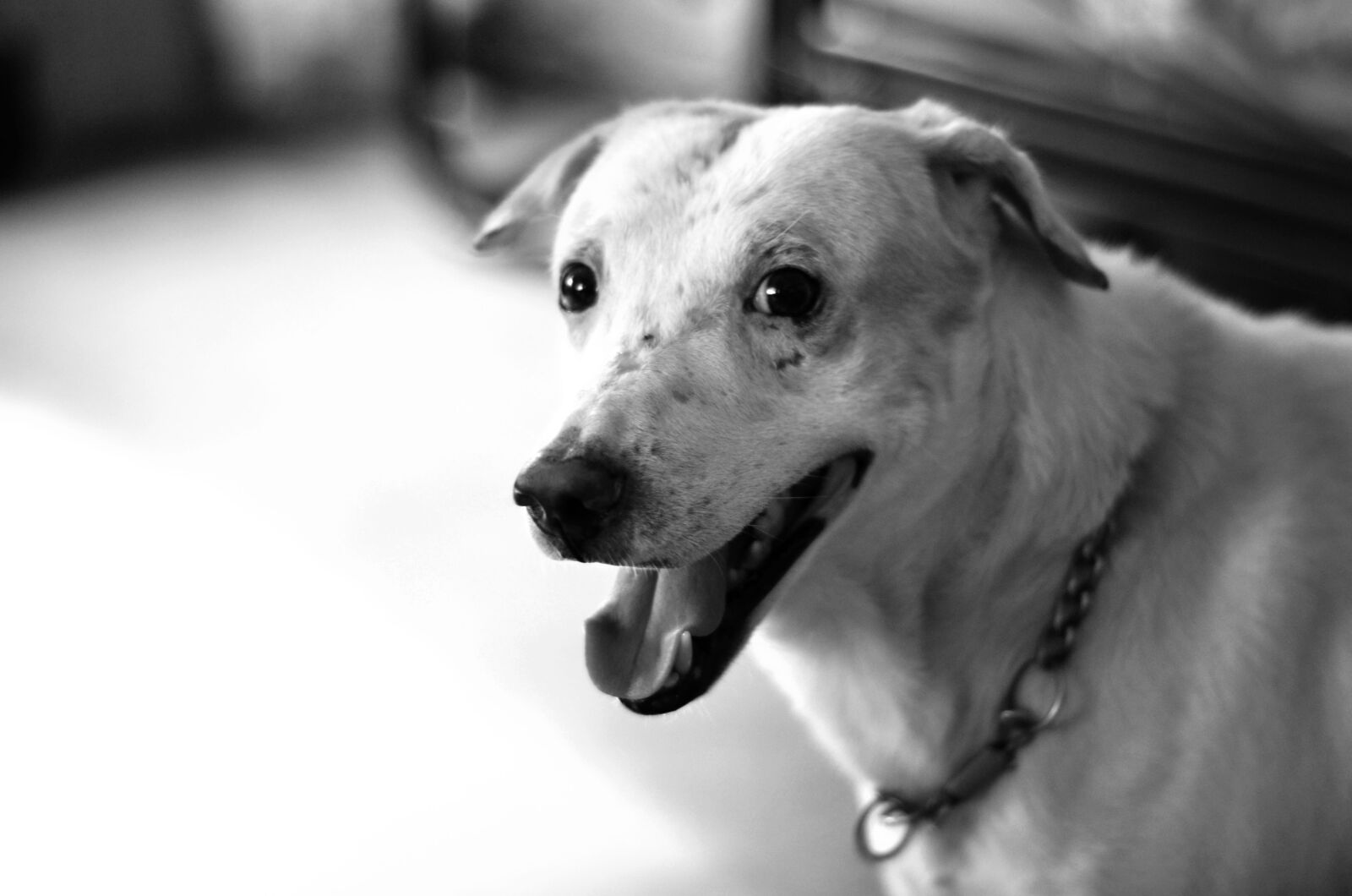 Nikon D7000 sample photo. Dog, canine, happy photography