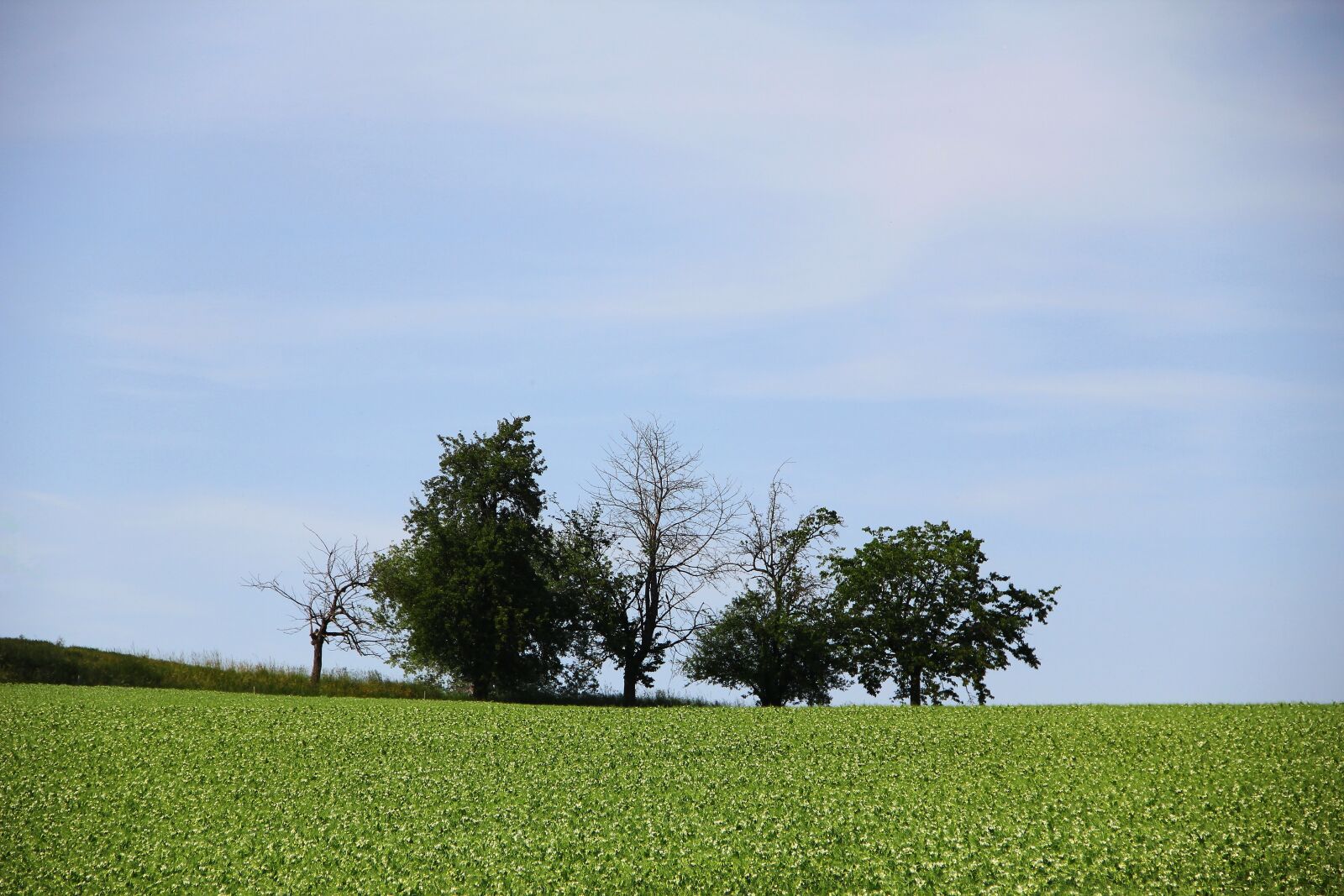Canon EOS 550D (EOS Rebel T2i / EOS Kiss X4) sample photo. Grove of trees, landscape photography