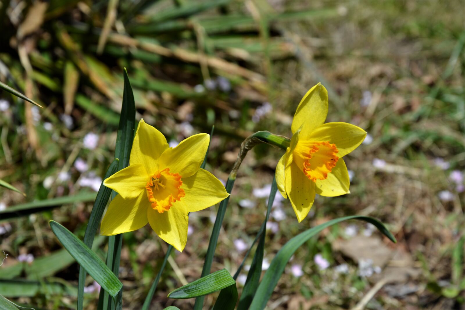 Nikon D7100 sample photo. Daffodils, wildflowers, natural photography