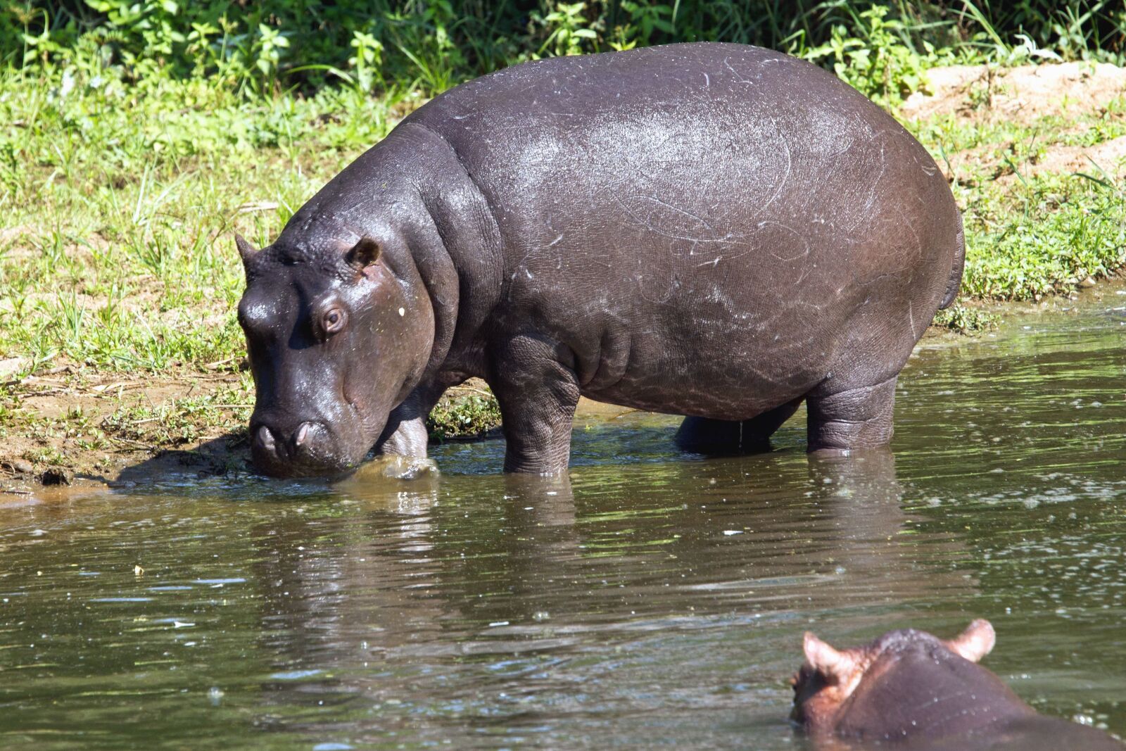 Canon EOS 550D (EOS Rebel T2i / EOS Kiss X4) sample photo. Hippopotamus, animal, water, river photography