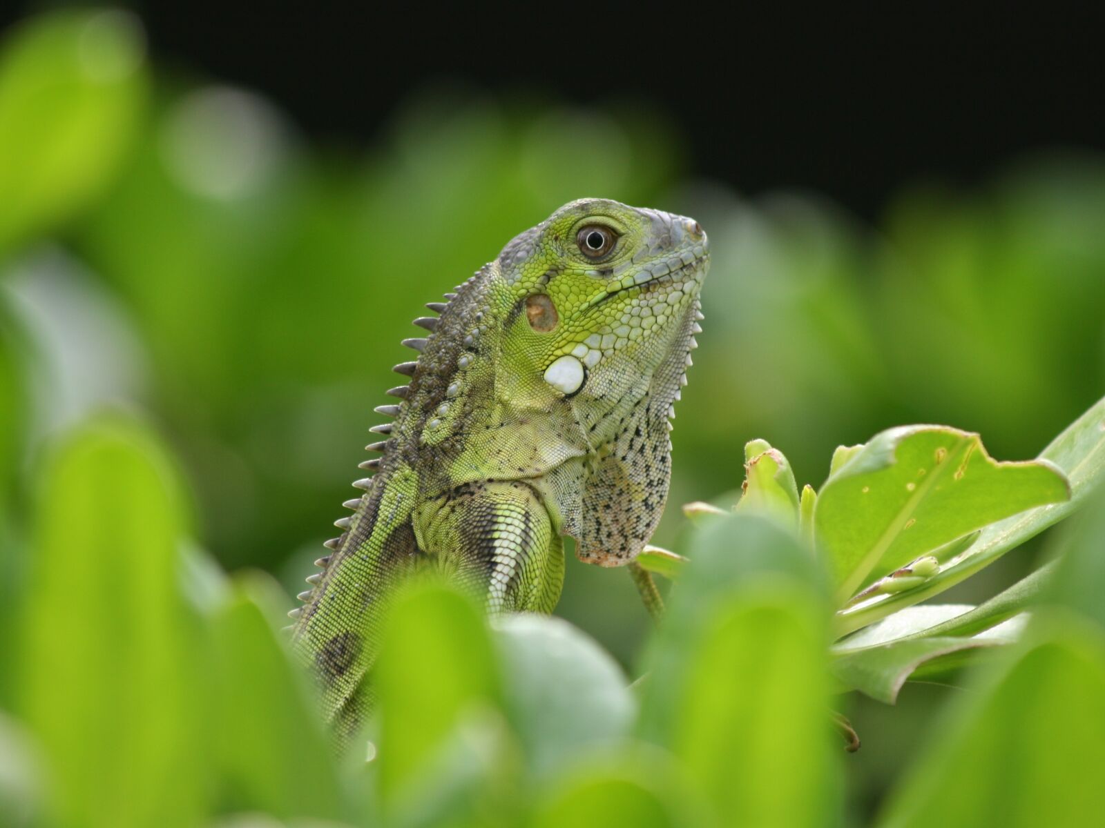 Canon EOS 400D (EOS Digital Rebel XTi / EOS Kiss Digital X) sample photo. Iguana, reptile, bonaire photography