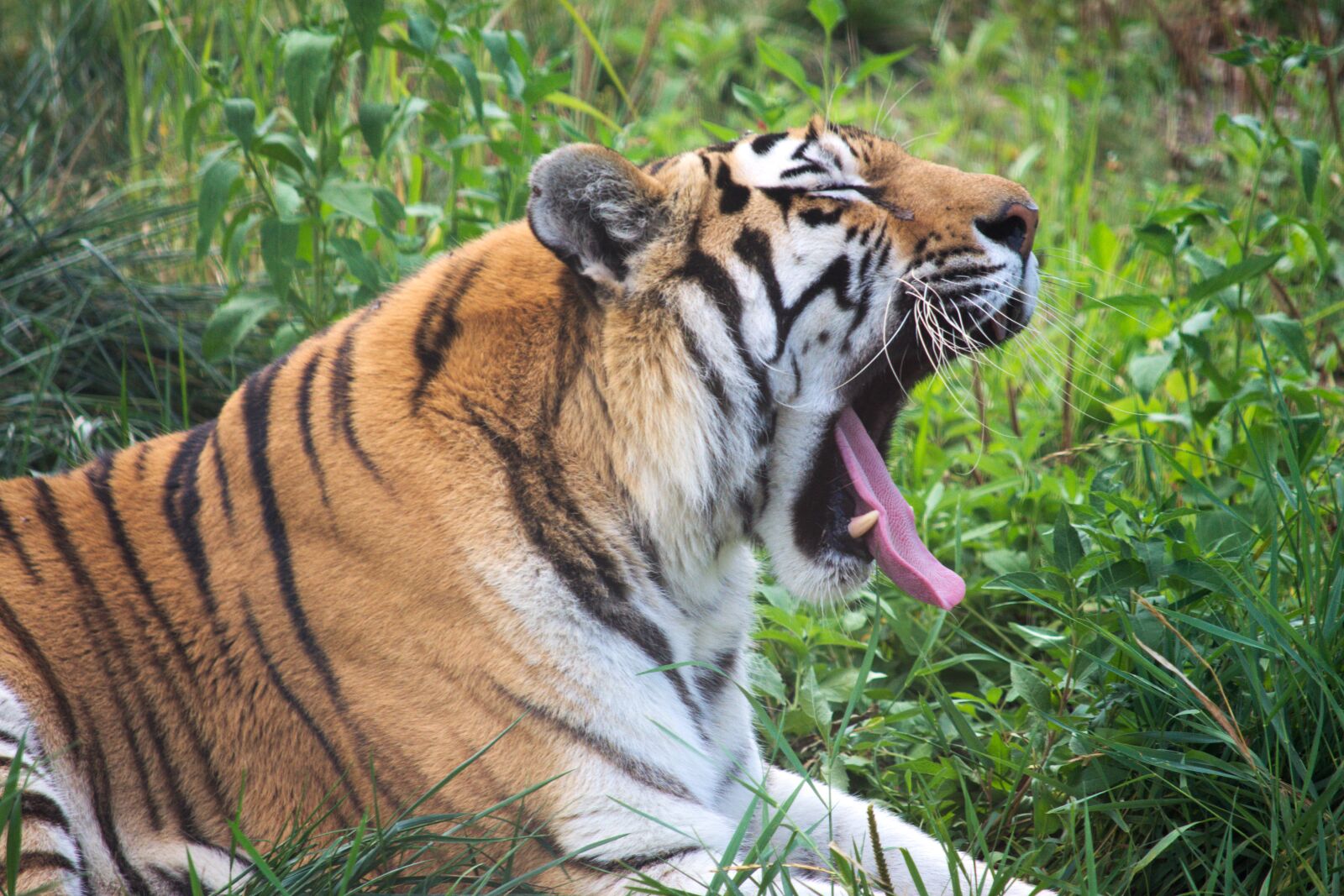 Nikon D5300 sample photo. Tiger, animal, zoo photography