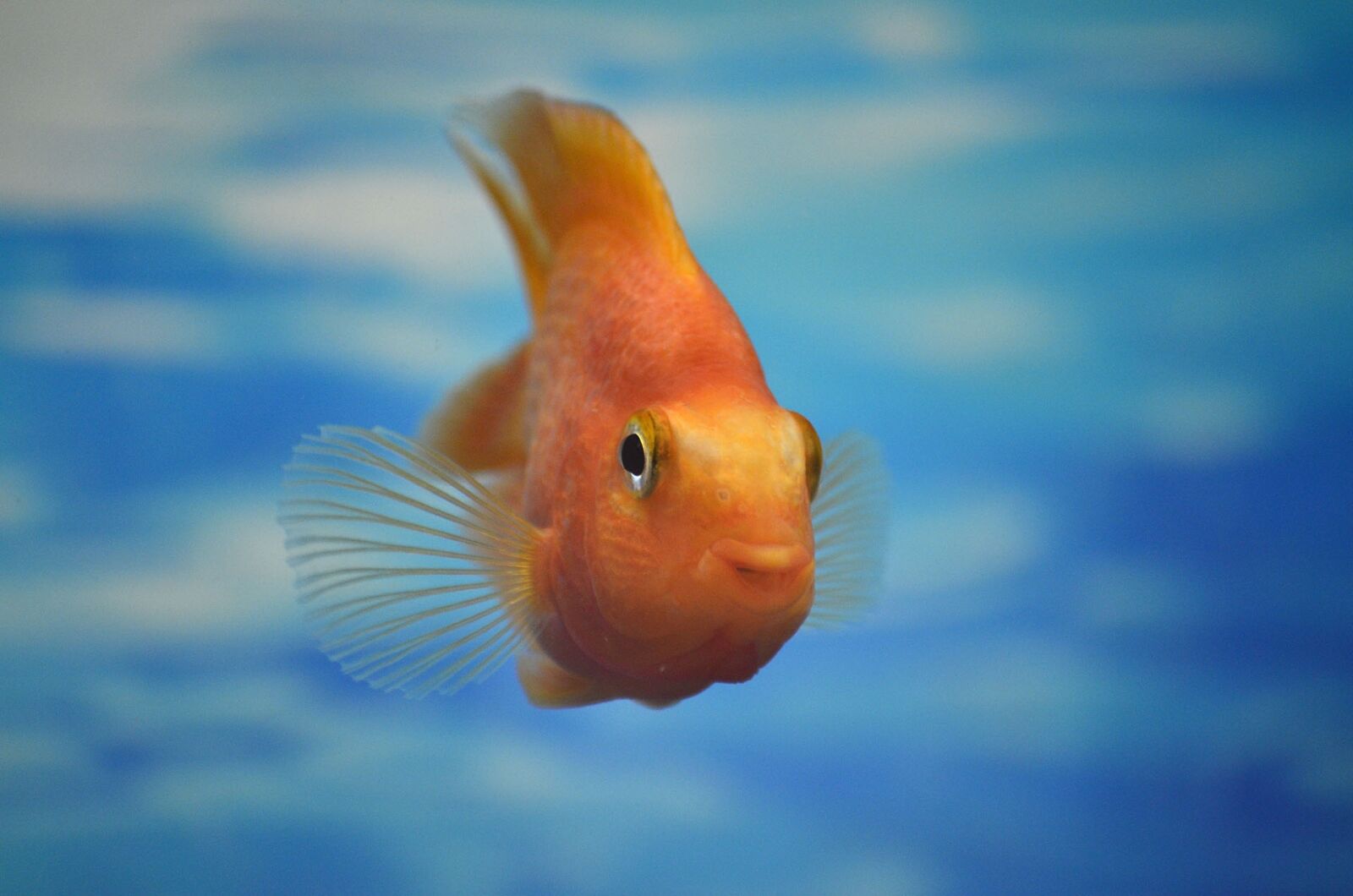 Nikon D5100 sample photo. Aquarium, small fish, water photography