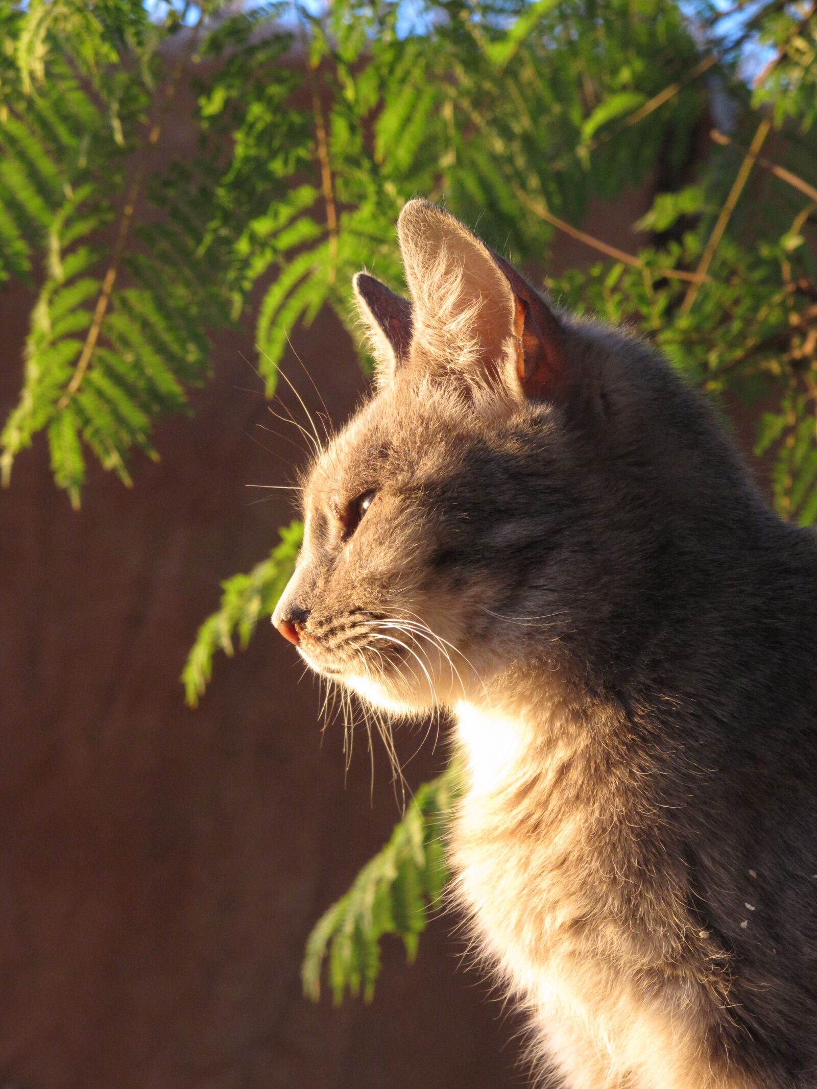 Canon PowerShot G12 sample photo. Cat, eyes, sunset photography