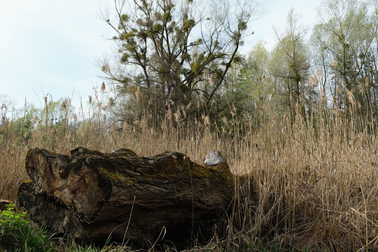 Fujifilm X-T20 sample photo. Nature, tree, wood photography