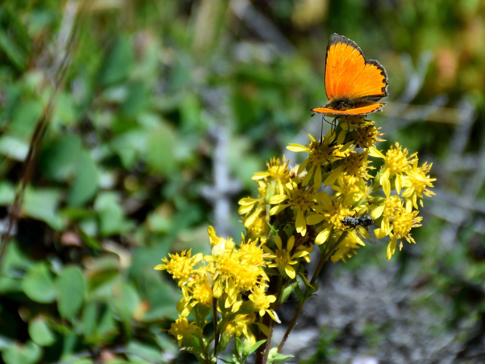 Nikon D5500 sample photo. Butterfly, flower, nature photography