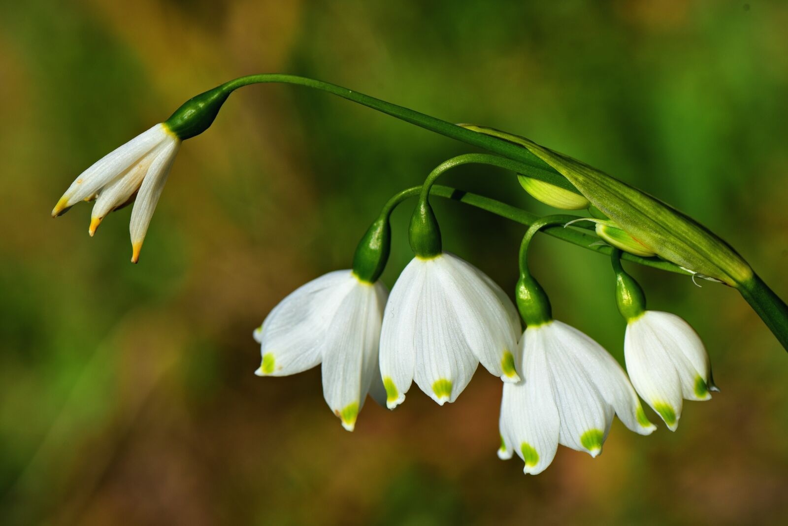 Nikon D750 sample photo. Snowdrop, spring flower, plant photography