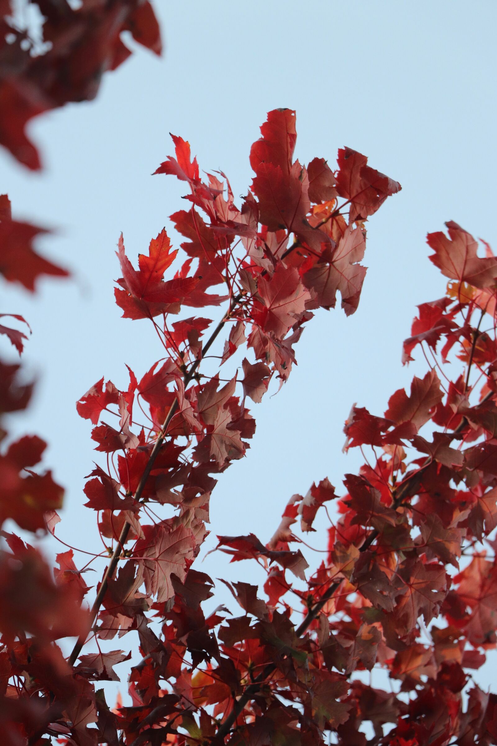 Canon EOS 800D (EOS Rebel T7i / EOS Kiss X9i) sample photo. Fall, leaves, autumn photography