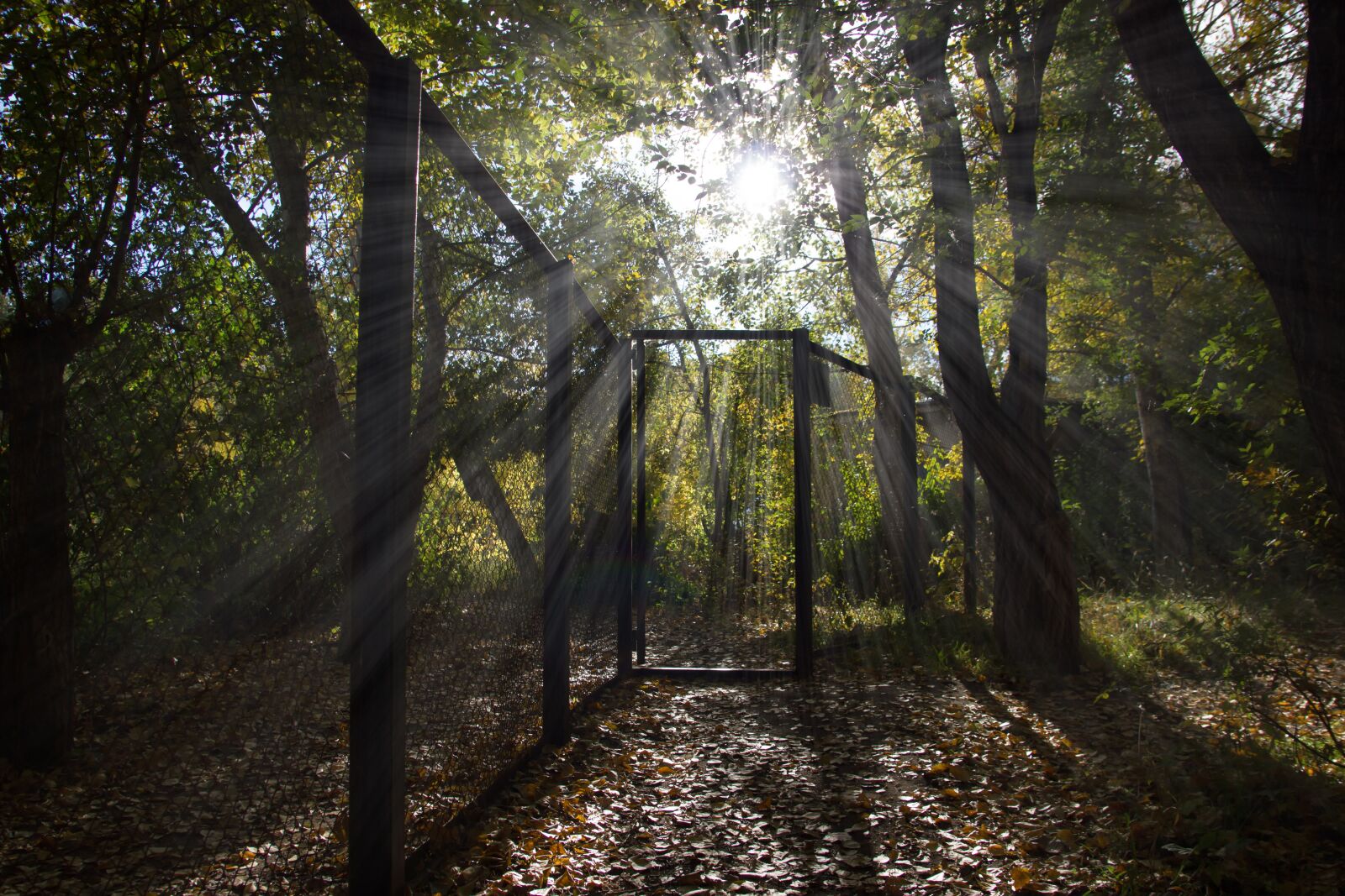 Canon EOS 550D (EOS Rebel T2i / EOS Kiss X4) sample photo. Rays, trees, morning photography