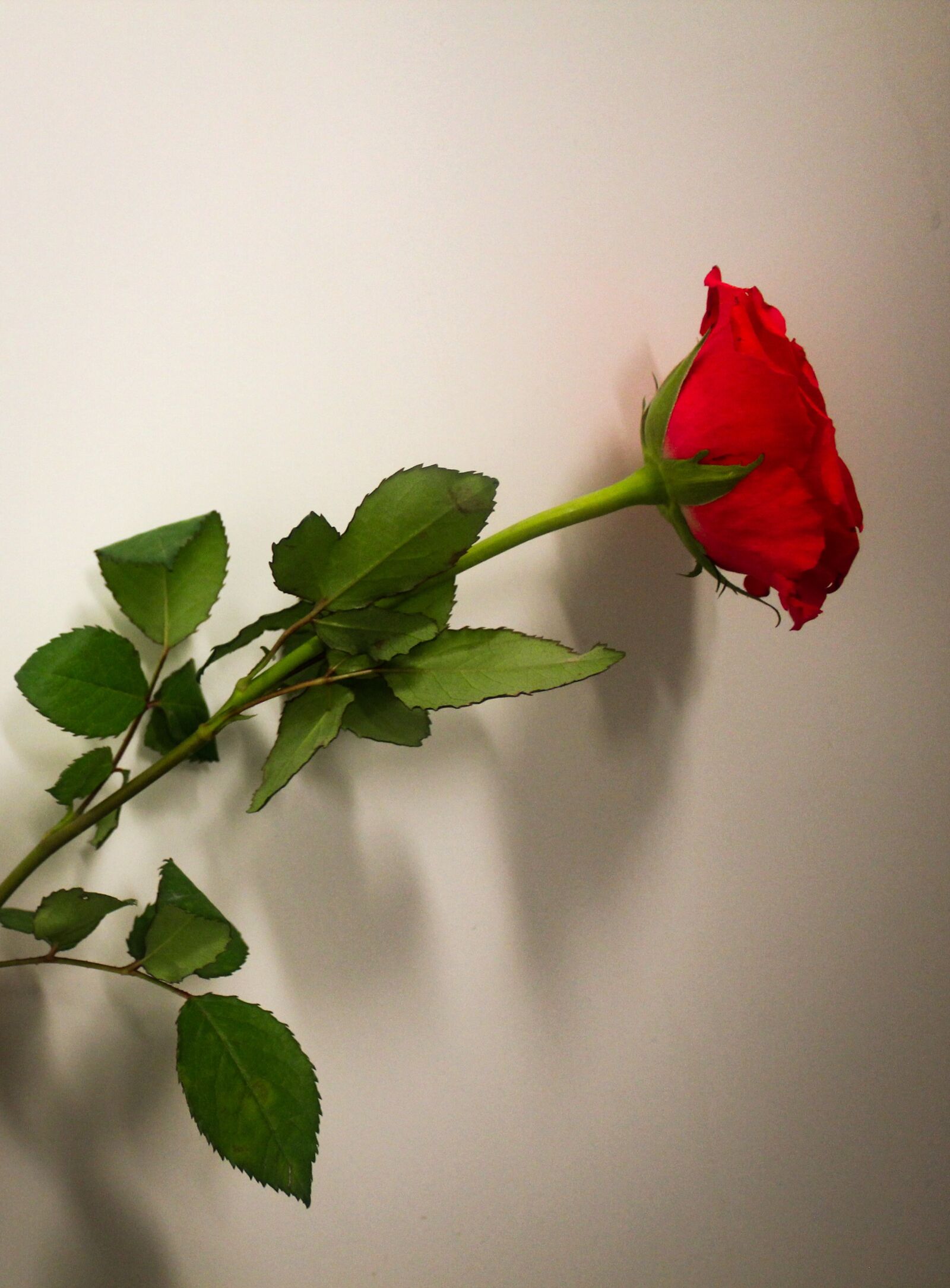 Canon EOS 550D (EOS Rebel T2i / EOS Kiss X4) sample photo. Rose, red, flower photography