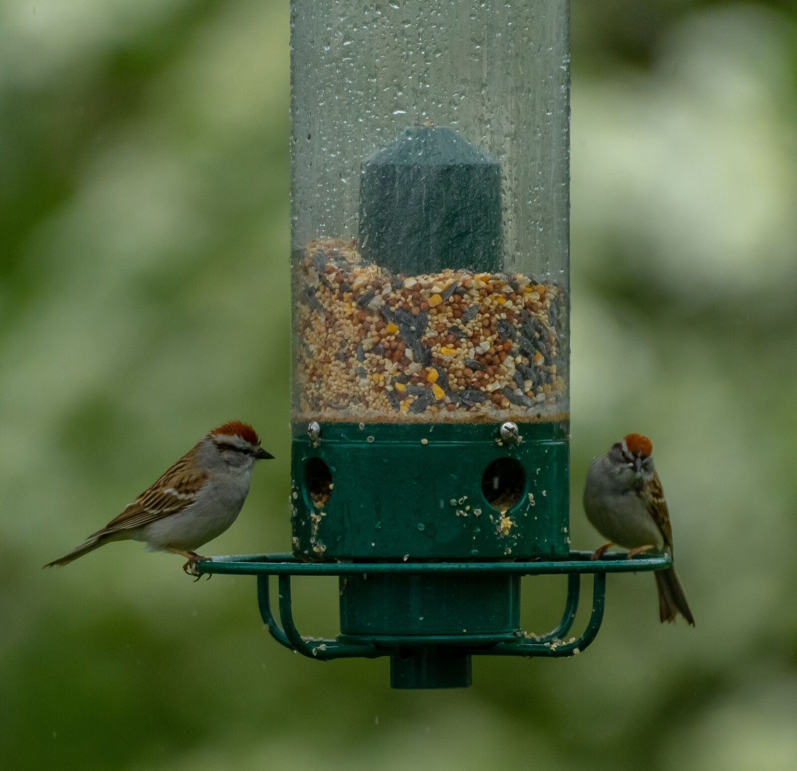 Nikon D500 sample photo. Birds, feeder, bird feeder photography