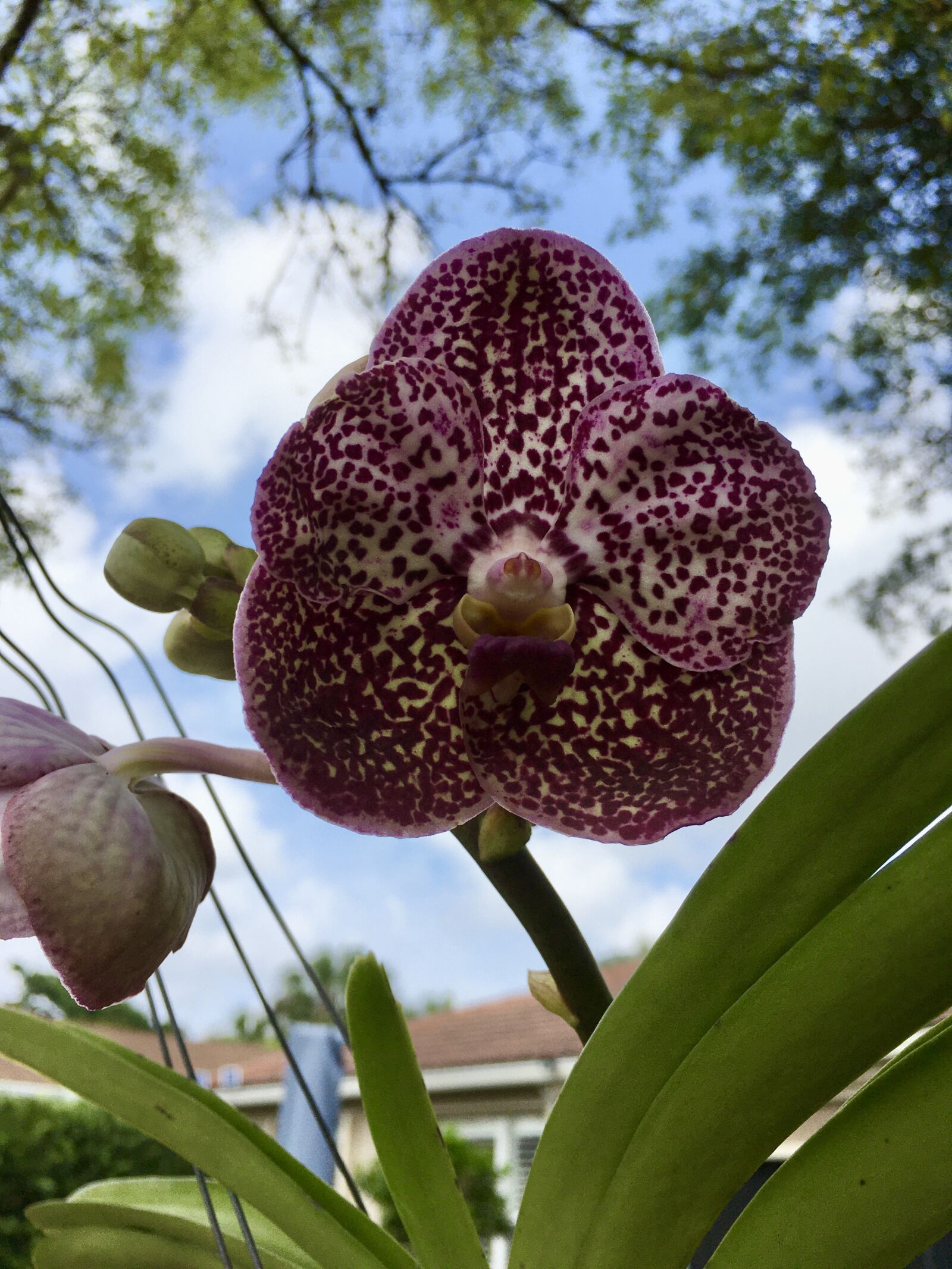 iPhone SE back camera 4.15mm f/2.2 sample photo. Vanda, orchid, flower photography