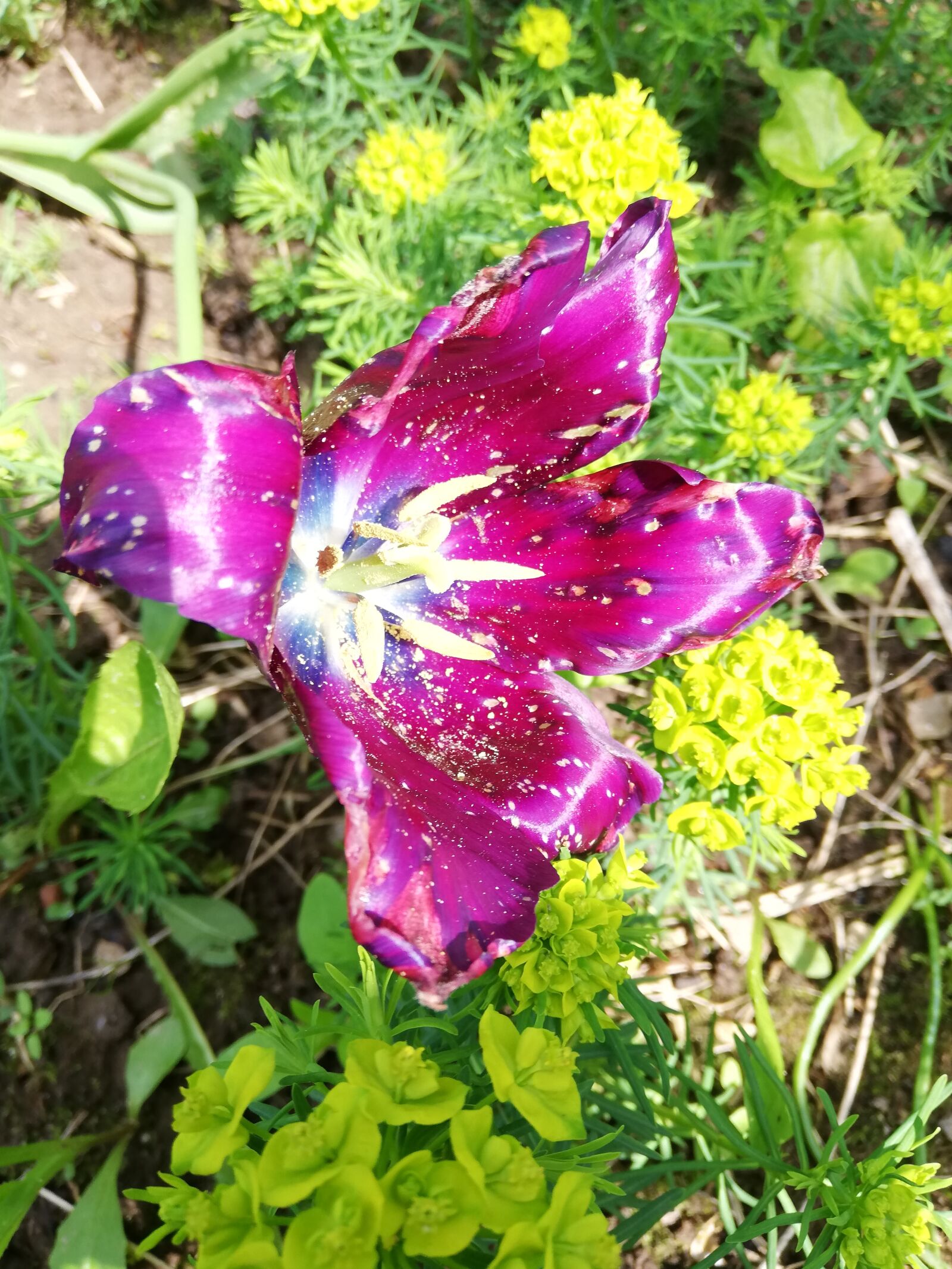 HUAWEI P20 lite sample photo. Tulip, flower, day photography