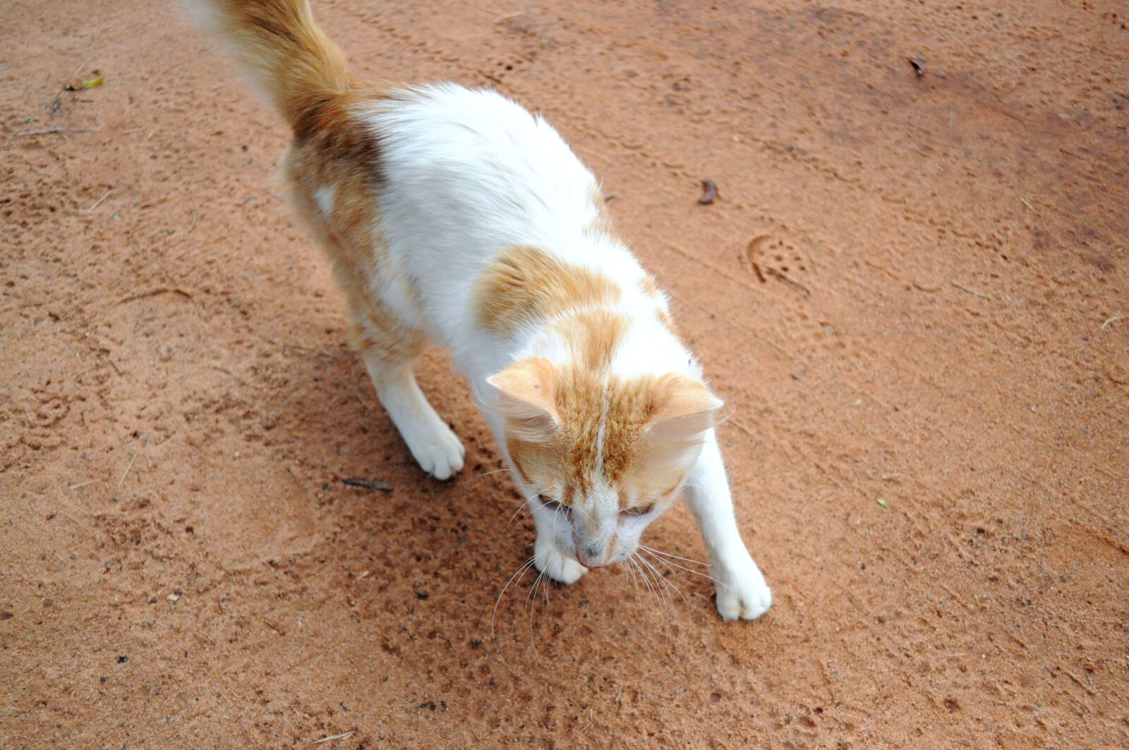 Nikon D5000 sample photo. Yellow, white cat photography