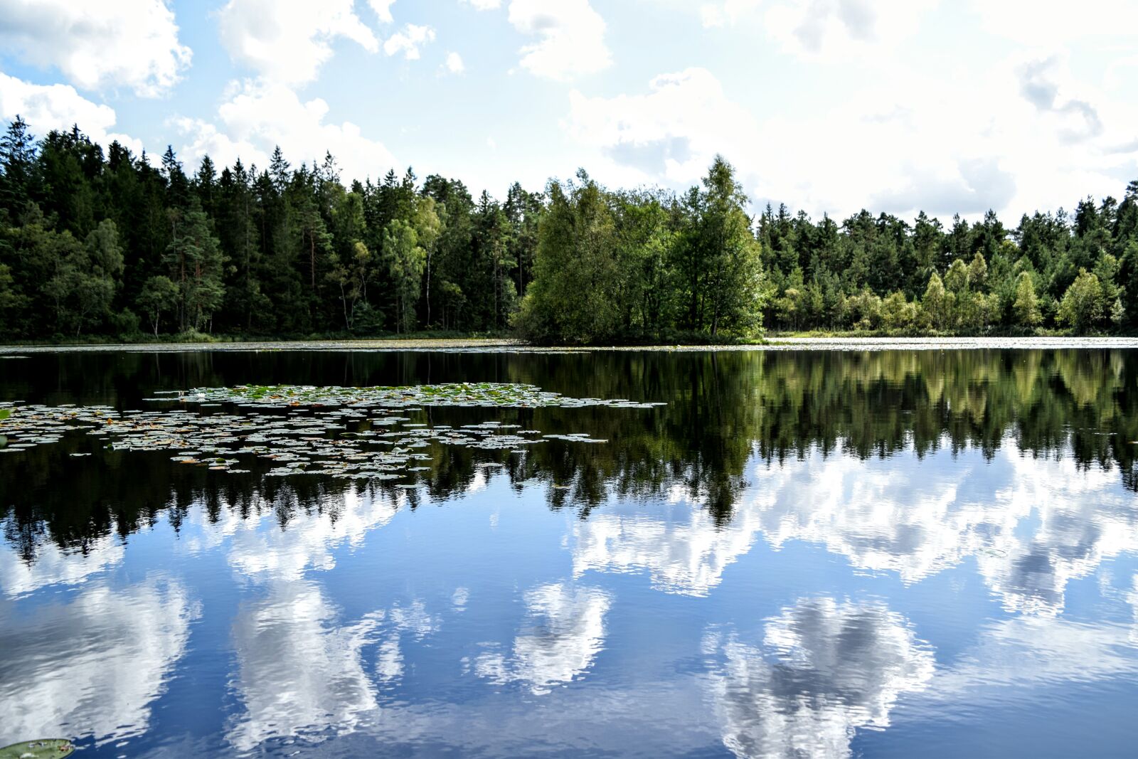 Nikon D3300 sample photo. Lake, lillies, skane, fagerhult photography