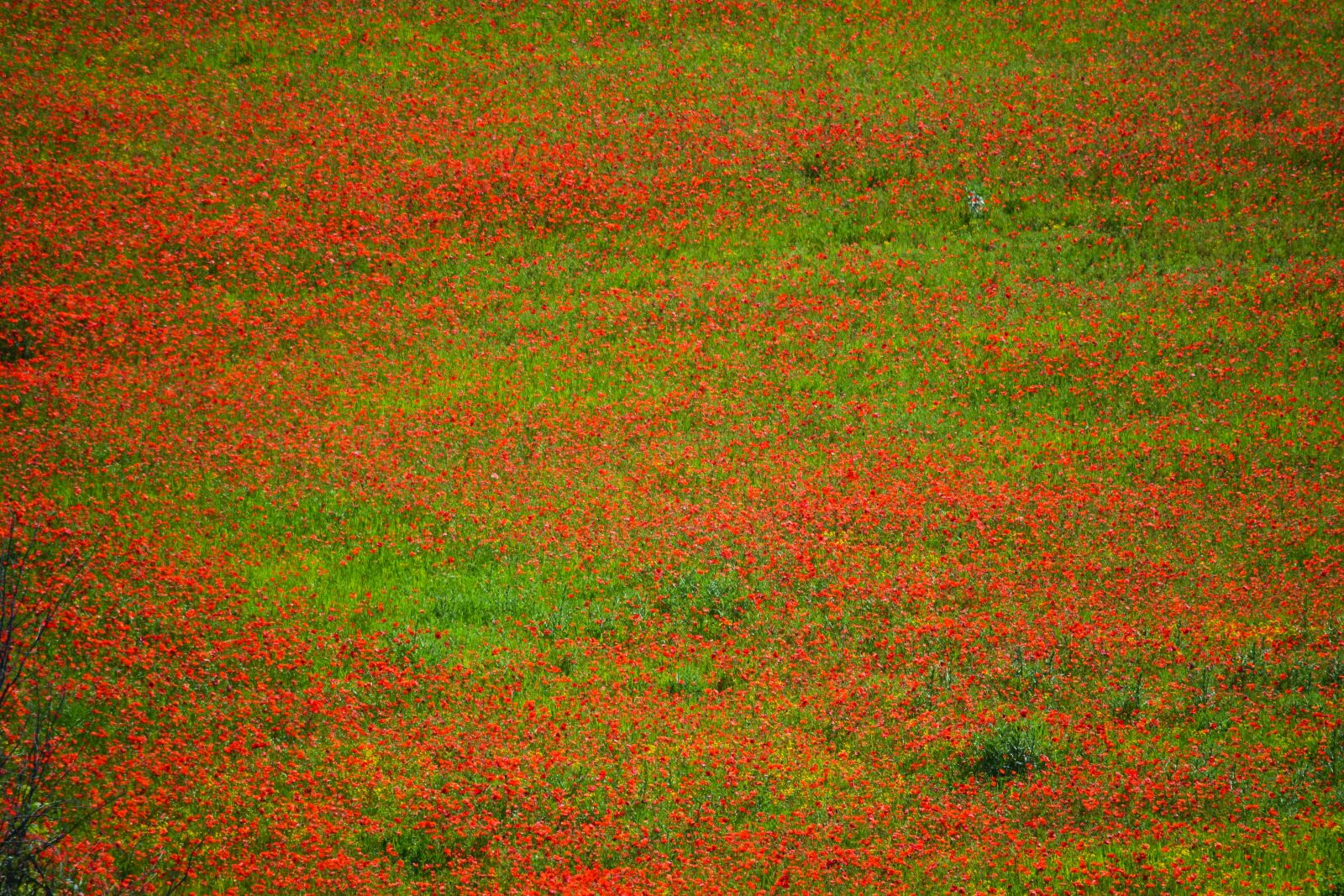 Nikon D5300 sample photo. Poppies, field, laid photography