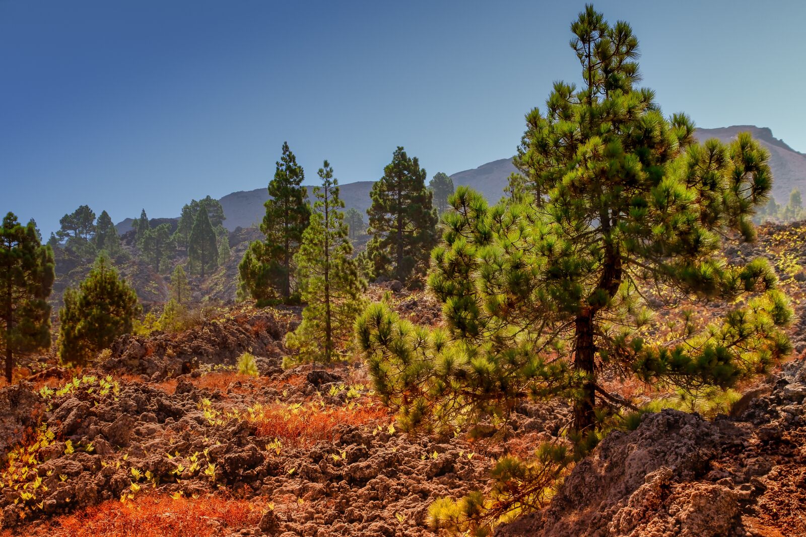 Canon EOS 650D (EOS Rebel T4i / EOS Kiss X6i) sample photo. Landscape, nature, tenerife photography