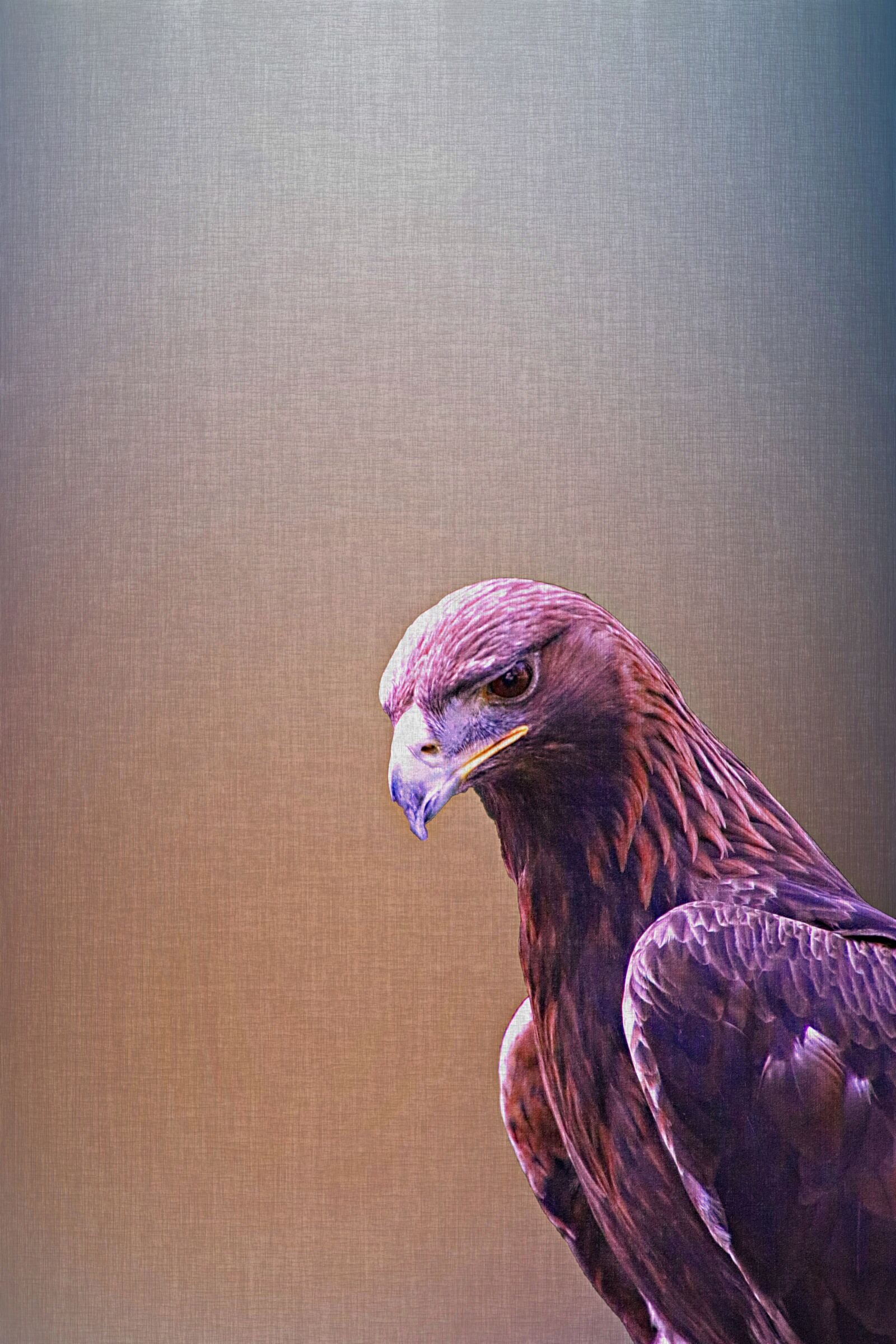 Canon EOS 80D sample photo. Golden eagle, eagle, bird photography