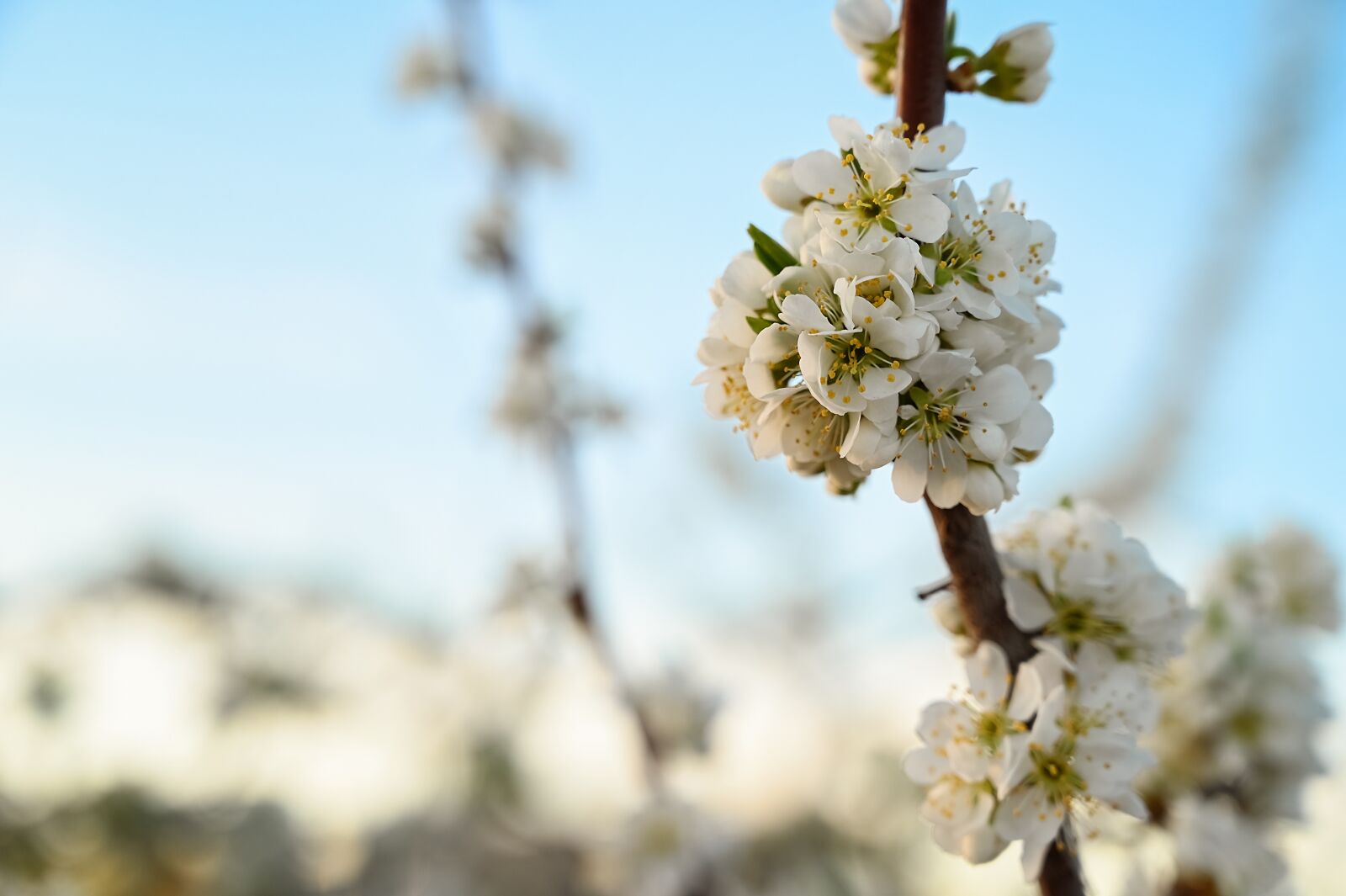 Nikon Z6 + Nikon Nikkor Z 24-70mm F4 S sample photo. Spring, awakening, nature photography