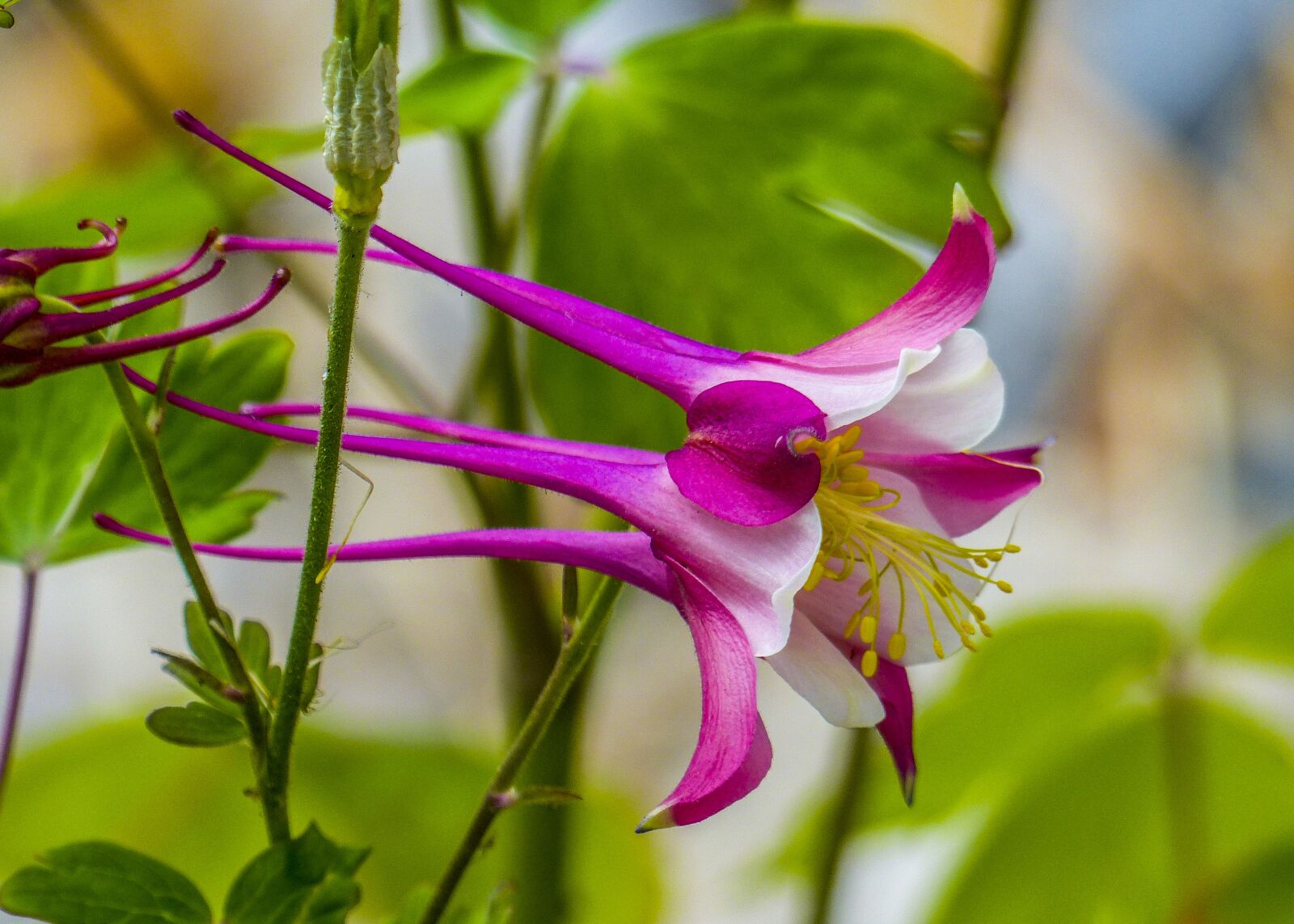 Panasonic Lumix DMC-FZ200 sample photo. Columbine, blossom, bloom photography