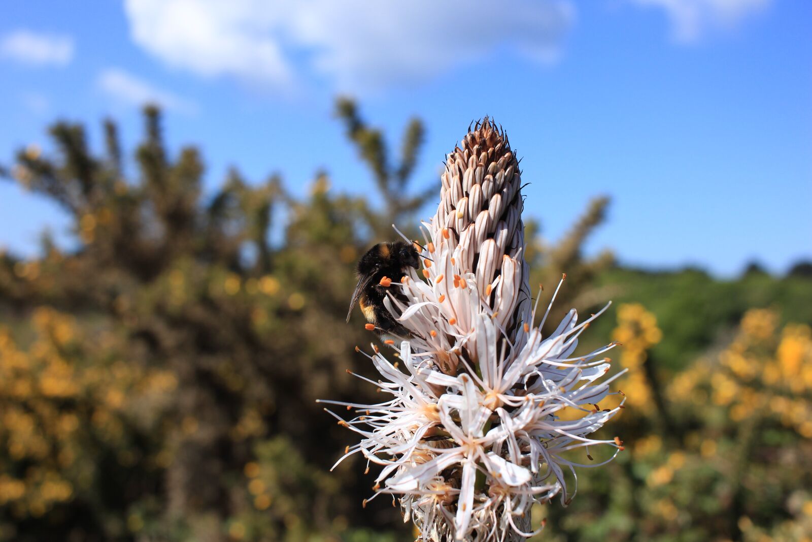 Canon EOS 600D (Rebel EOS T3i / EOS Kiss X5) + Canon EF-S 24mm F2.8 STM sample photo. Bee, wasp, asphodel photography