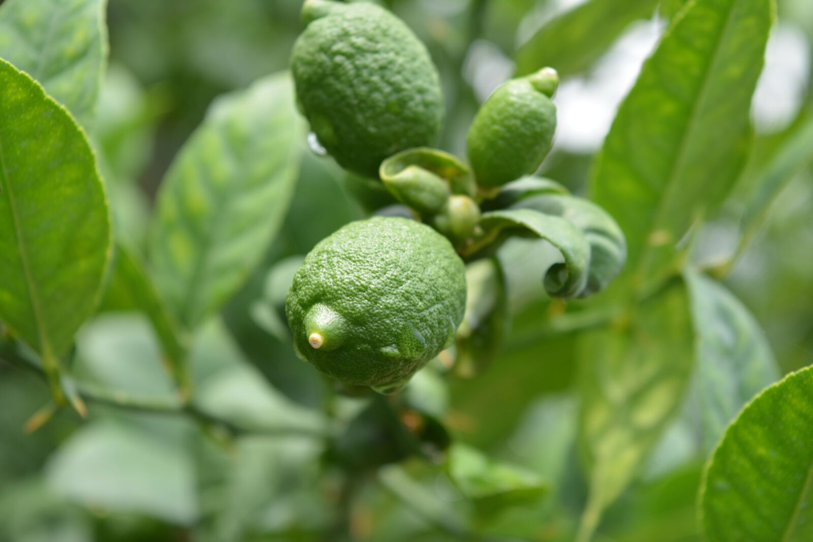Nikon D5200 sample photo. Lime, lemon, sour photography
