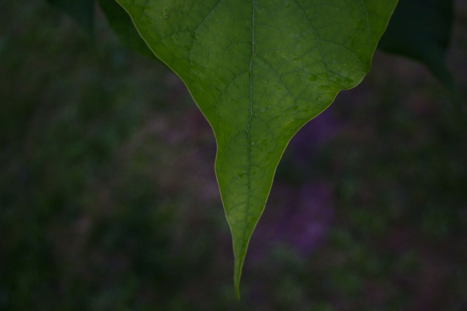 Canon EF 28-80mm f/3.5-5.6 sample photo. Macro, leaf, green photography