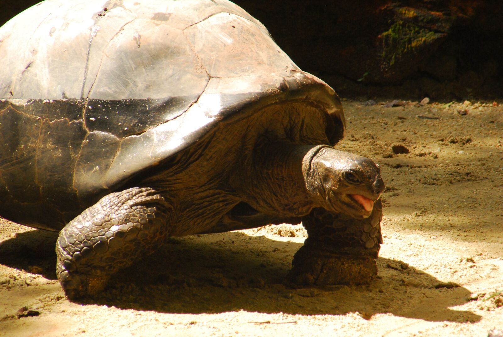 Nikon D40X sample photo. Turtle, animal, zoo photography