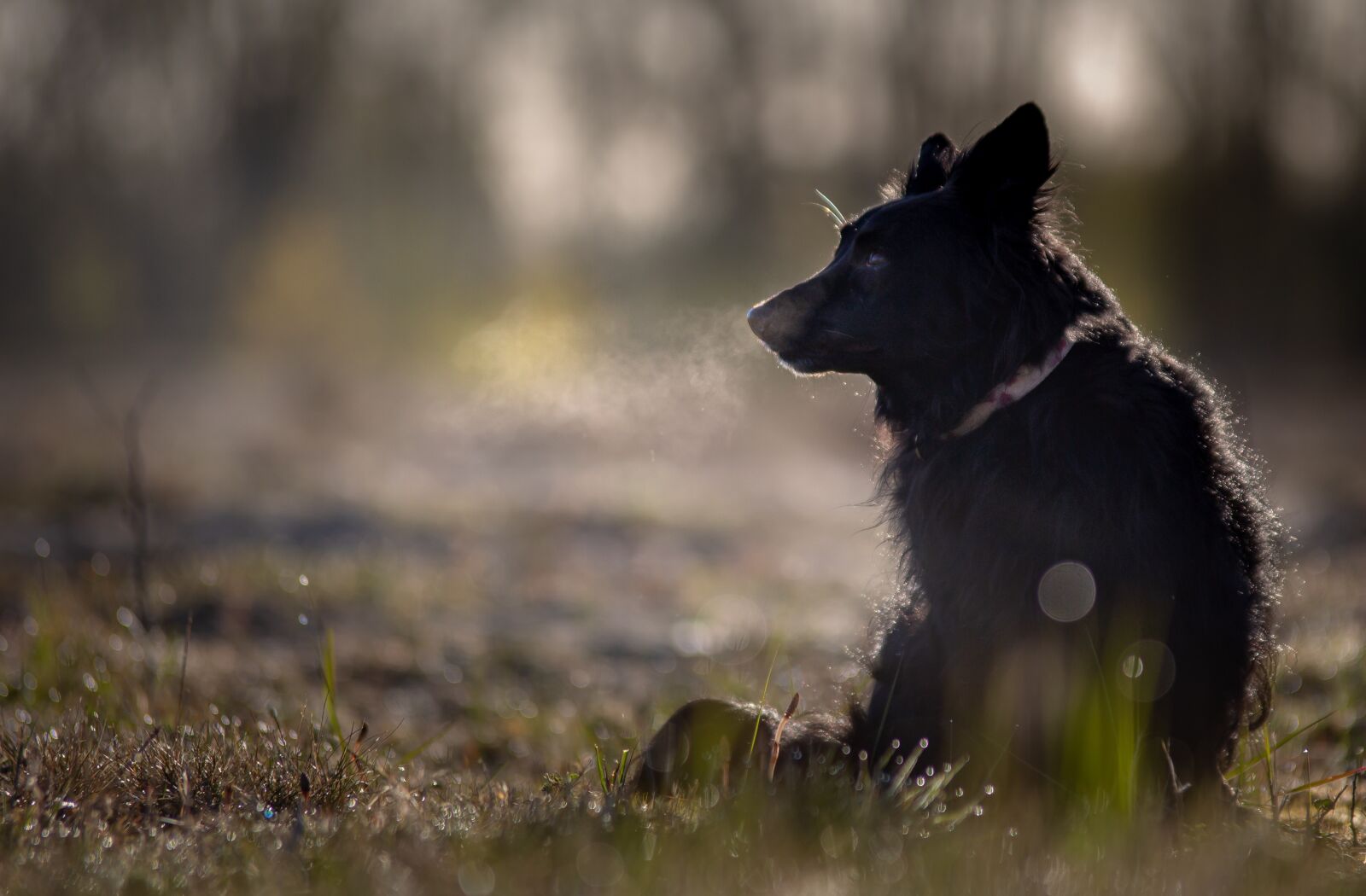 Canon EOS 700D (EOS Rebel T5i / EOS Kiss X7i) sample photo. Border collie, dog, black photography