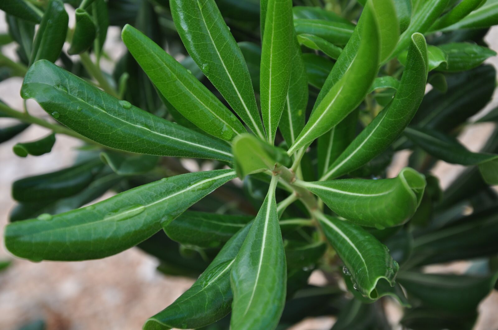 Nikon D5000 sample photo. Plant, green, nature photography