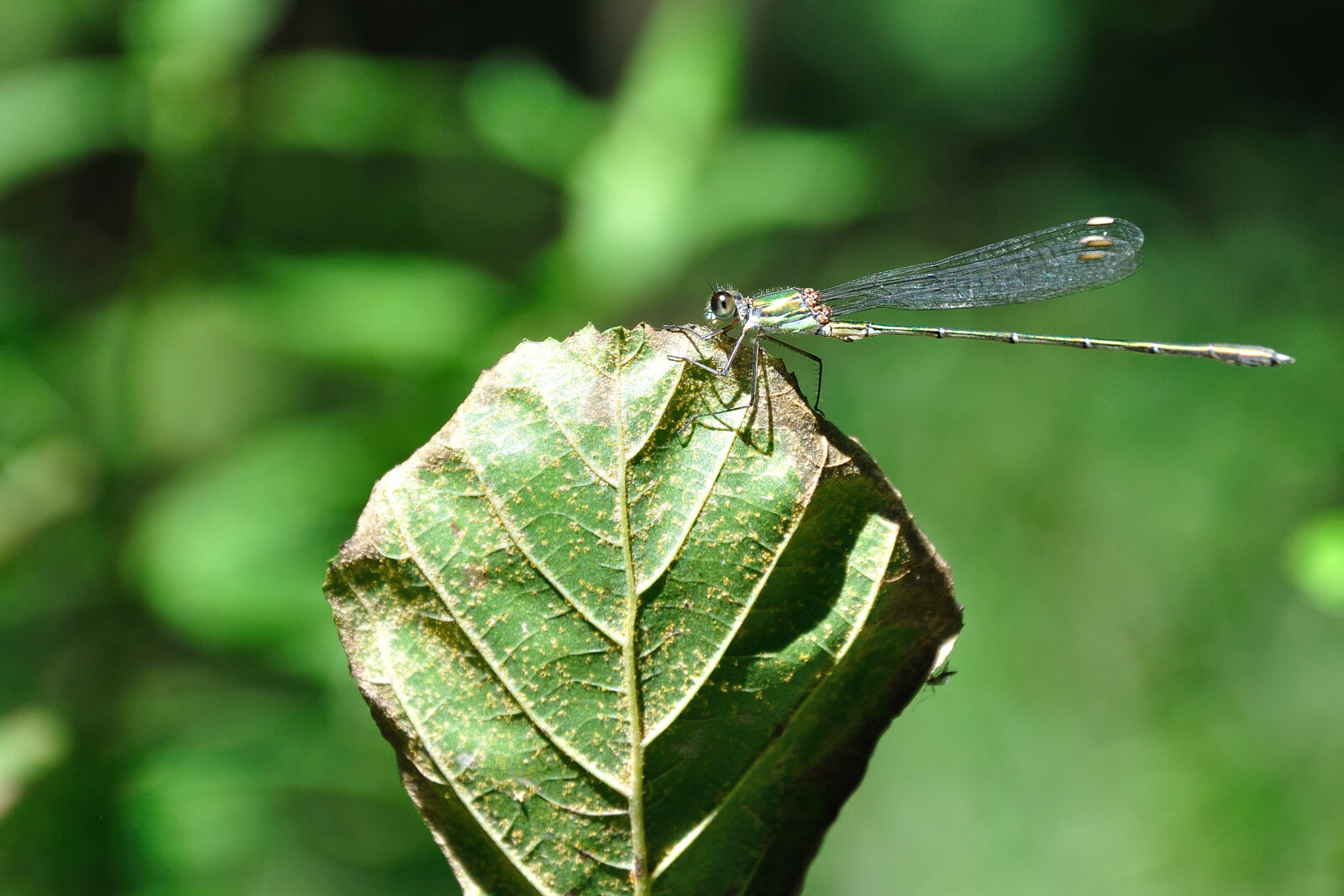 Nikon D90 sample photo. Leaf, dragonfly, insect, close photography