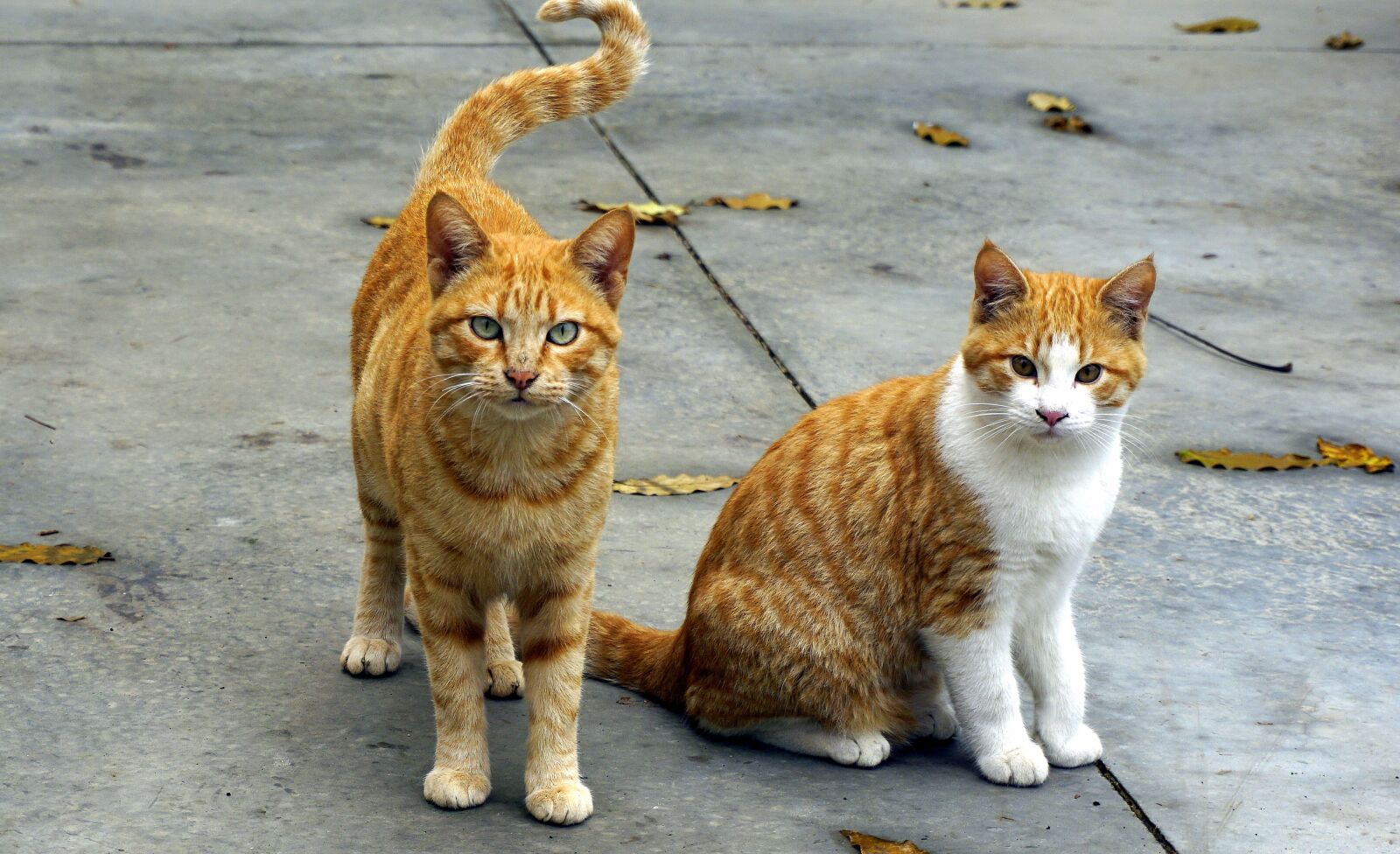Sony a6000 sample photo. Cats, animals, pet photography