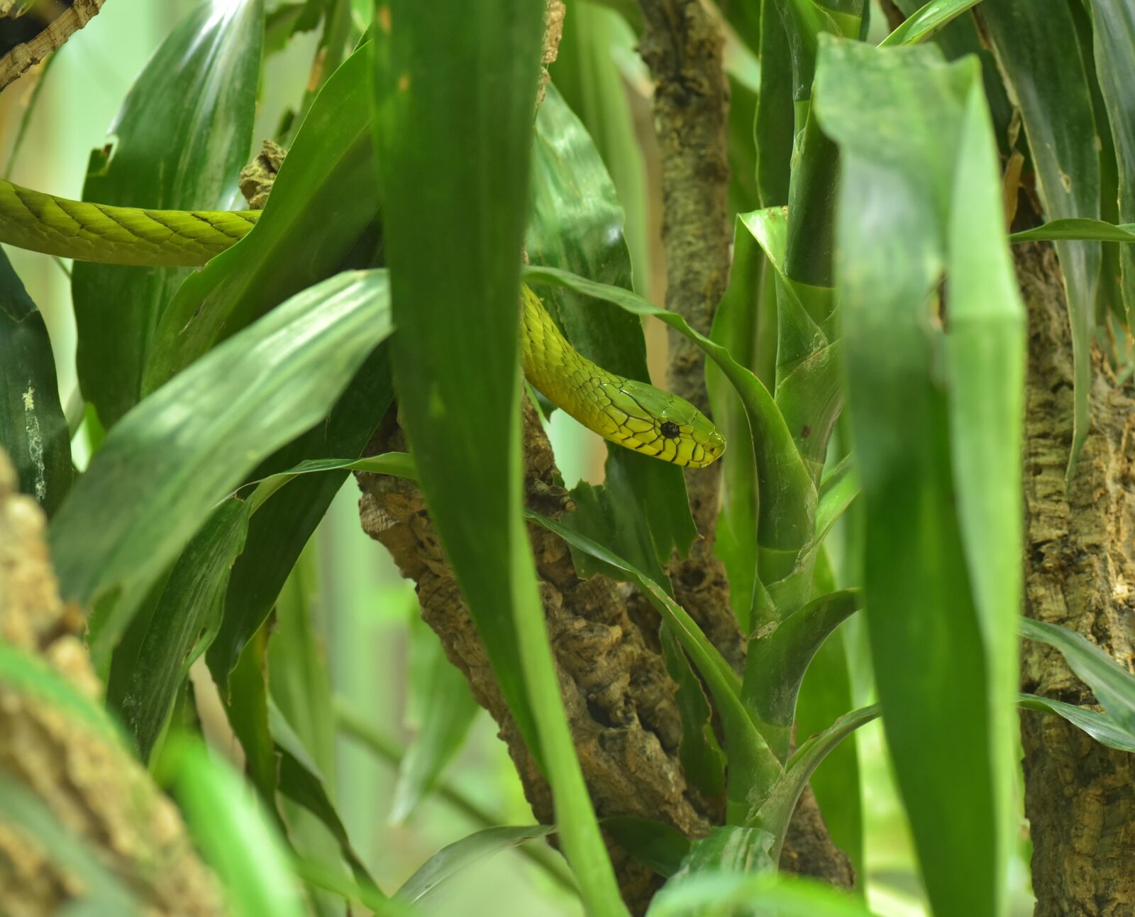 Nikon D750 sample photo. Green mamba, dendroaspis viridis photography