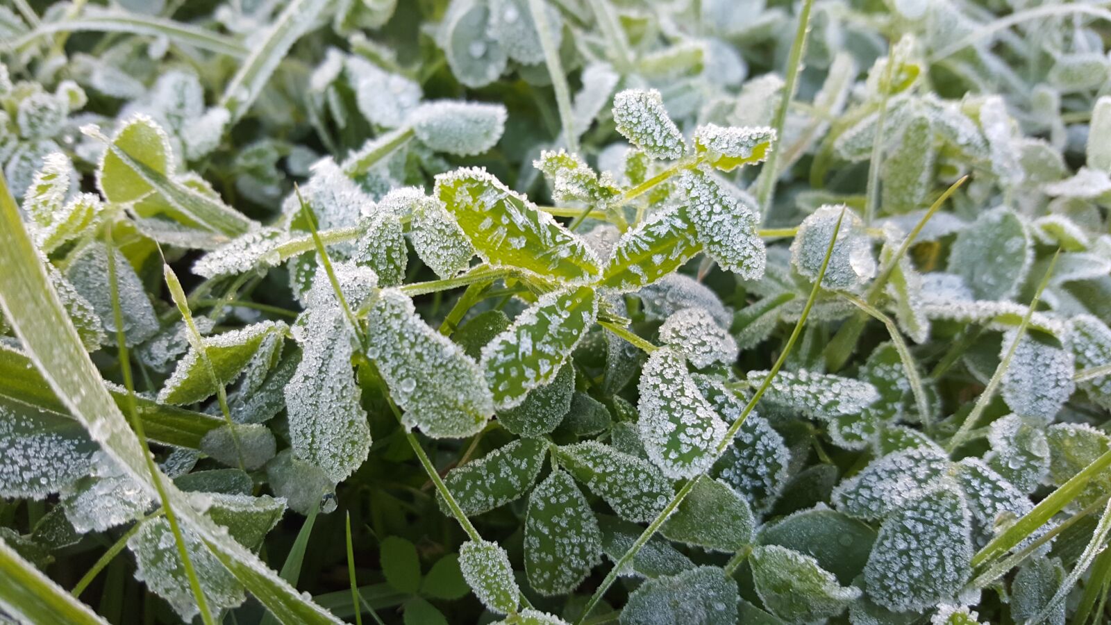Samsung Galaxy Note5 sample photo. Leann, frost, nature photography