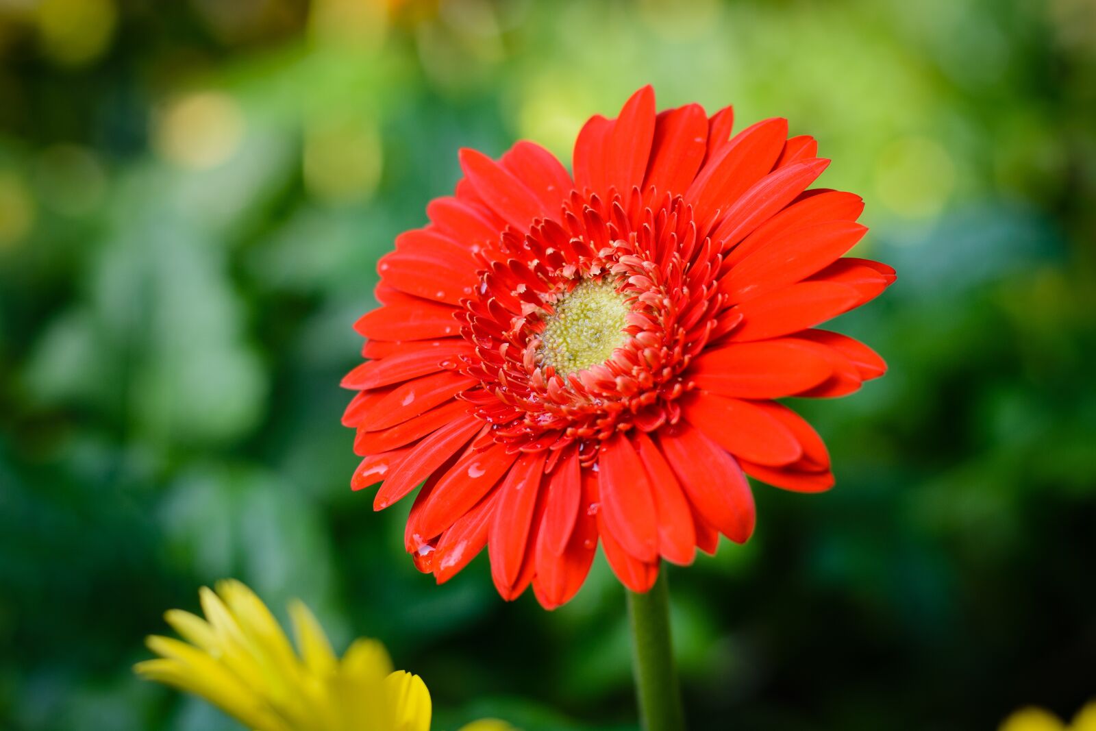 Nikon D7100 sample photo. Flower, red, bloom photography