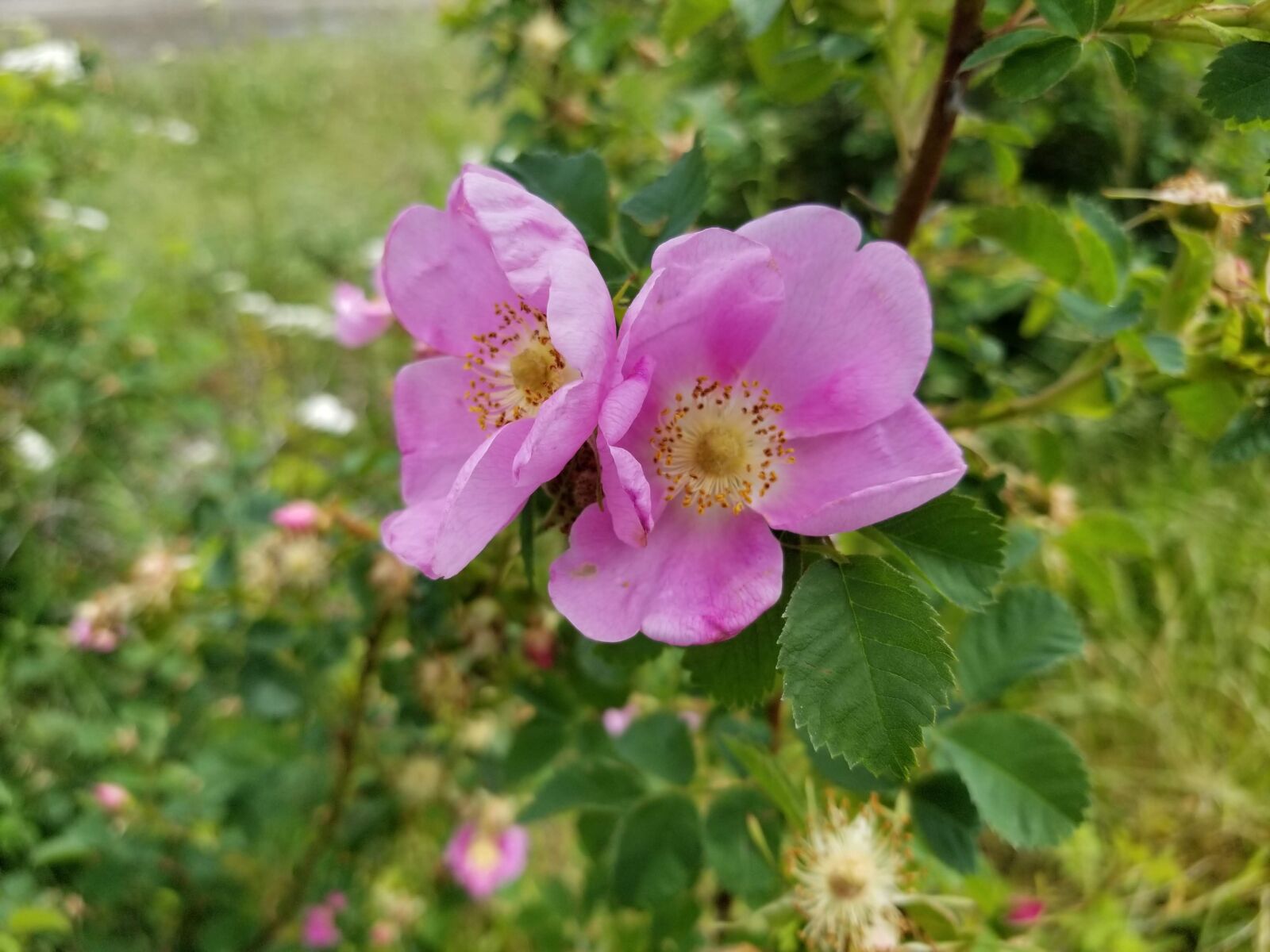 Samsung Galaxy S8 sample photo. Rose, rugosa, pink photography