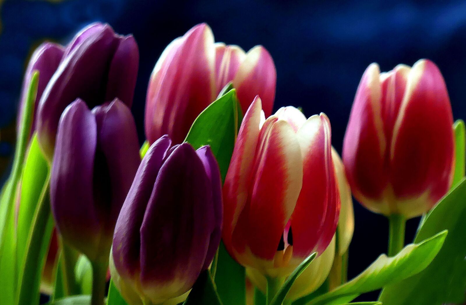 Panasonic Lumix DMC-FZ300 sample photo. Tulips, colorful, flowers photography