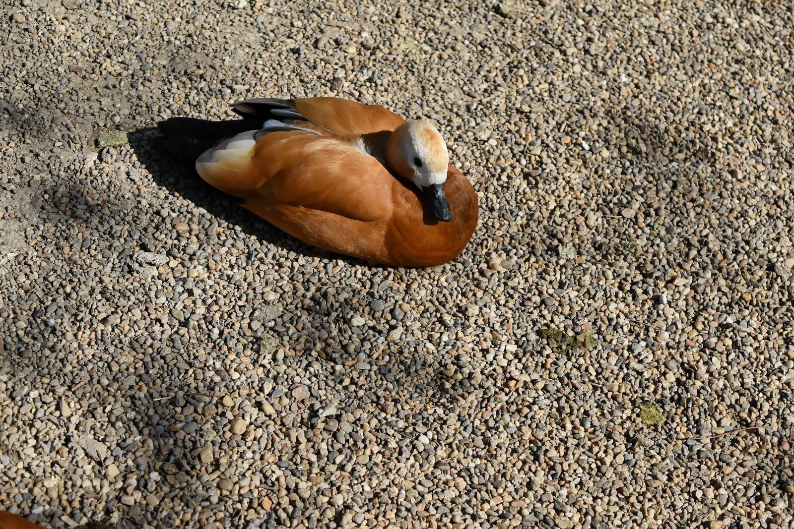 Nikon D5500 sample photo. Duck, animal, beach, bird photography
