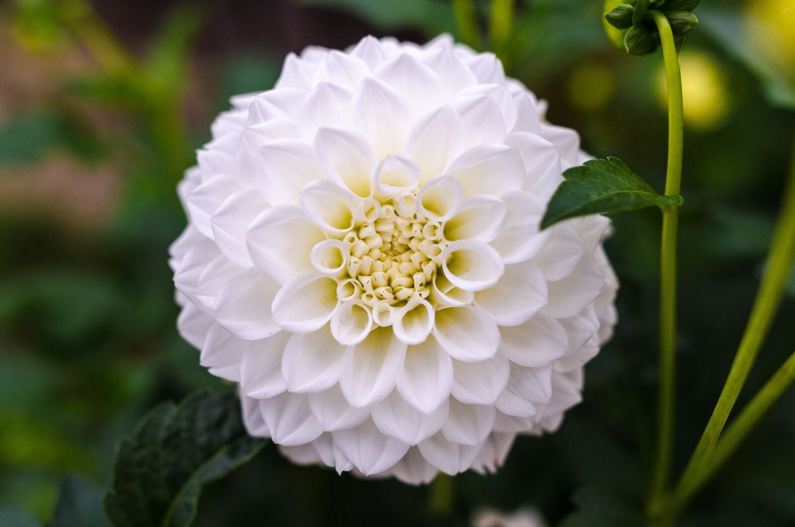 Nikon D5100 sample photo. Dahlia, floral, flower photography